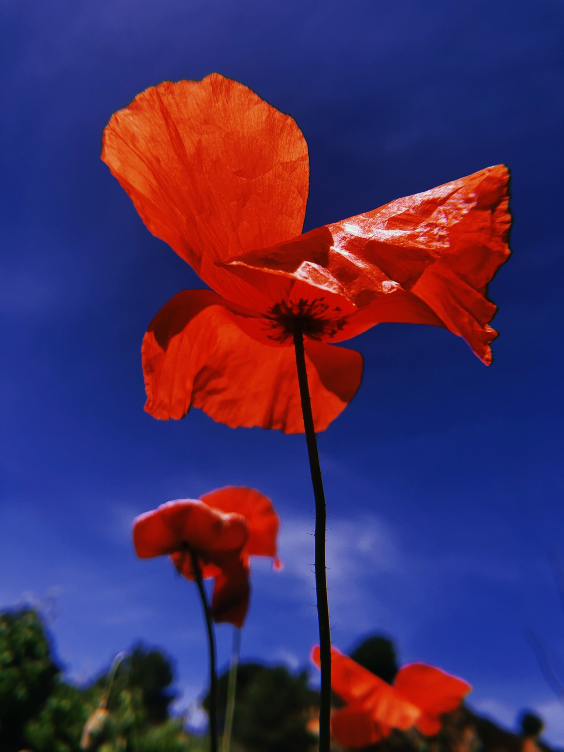 ElPetitEden_FestaPrimavera2026_Background