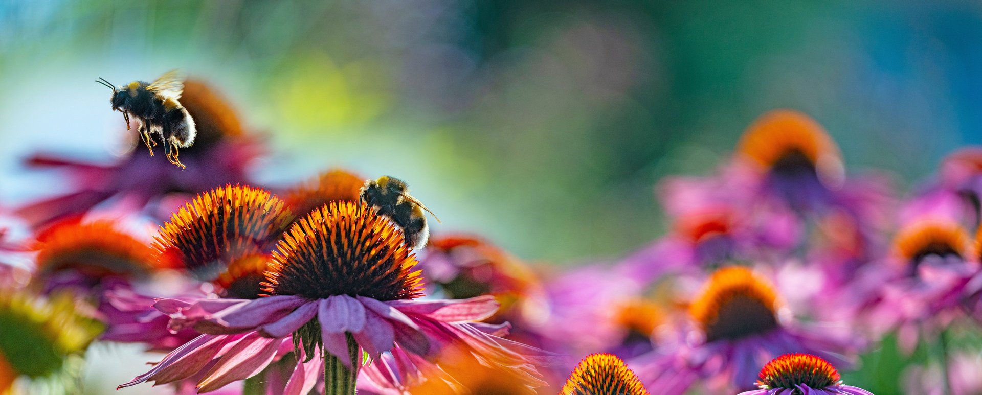 Bees in a field of flowers one flying and one resting on single flower