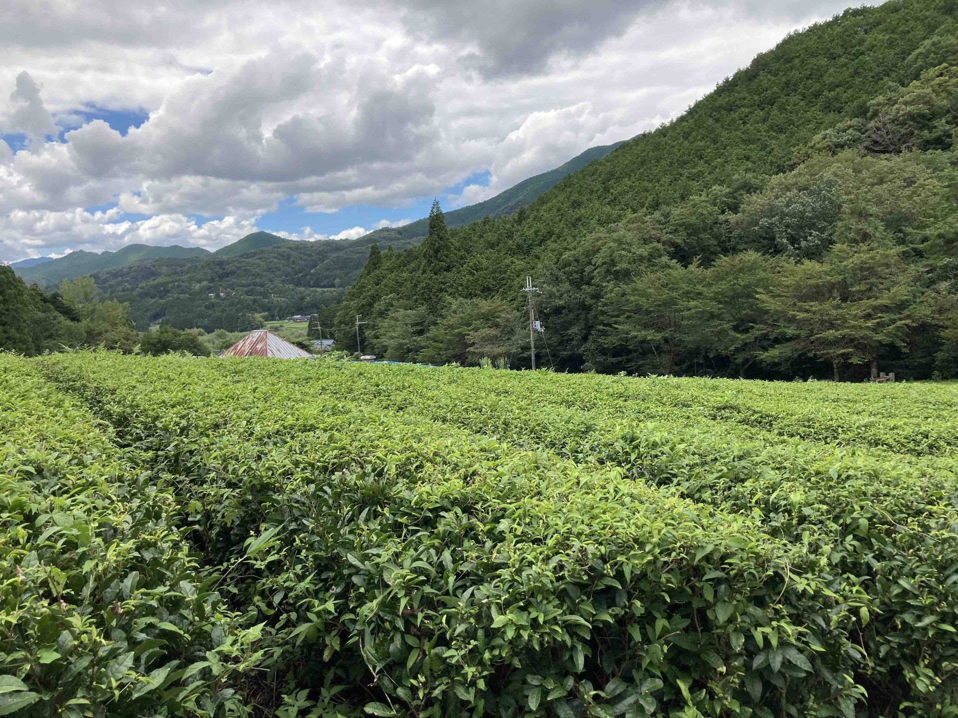 Champs de théiers à Kamikawa dans le département de Hyôgo