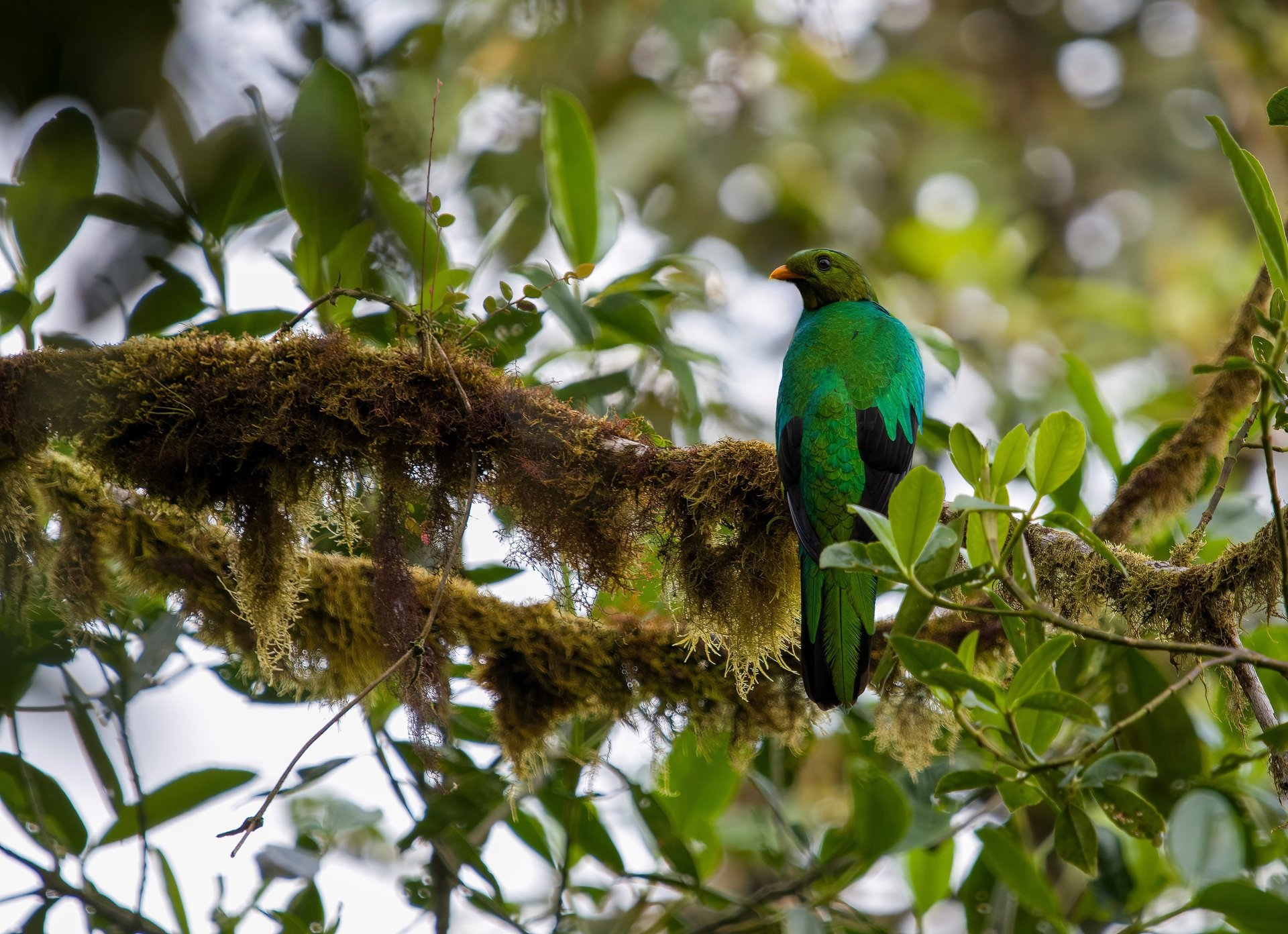 black and white bed linen