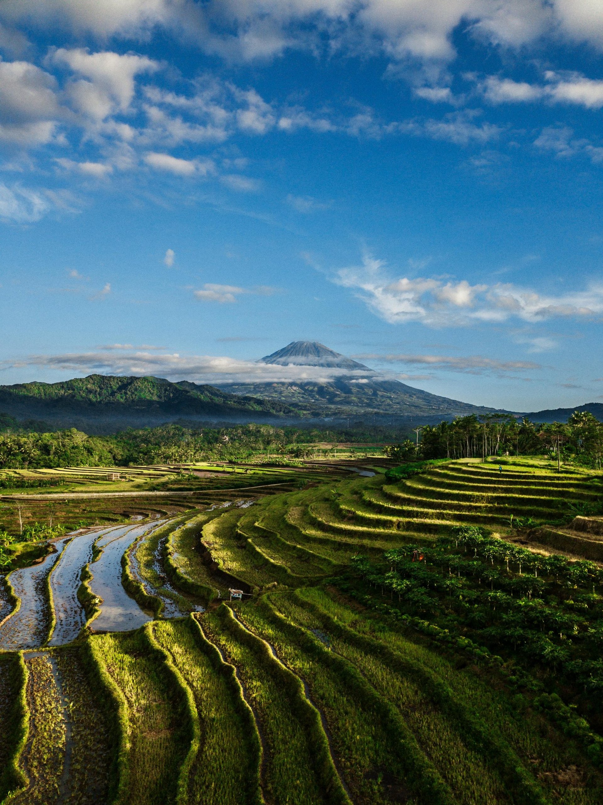 green rice field