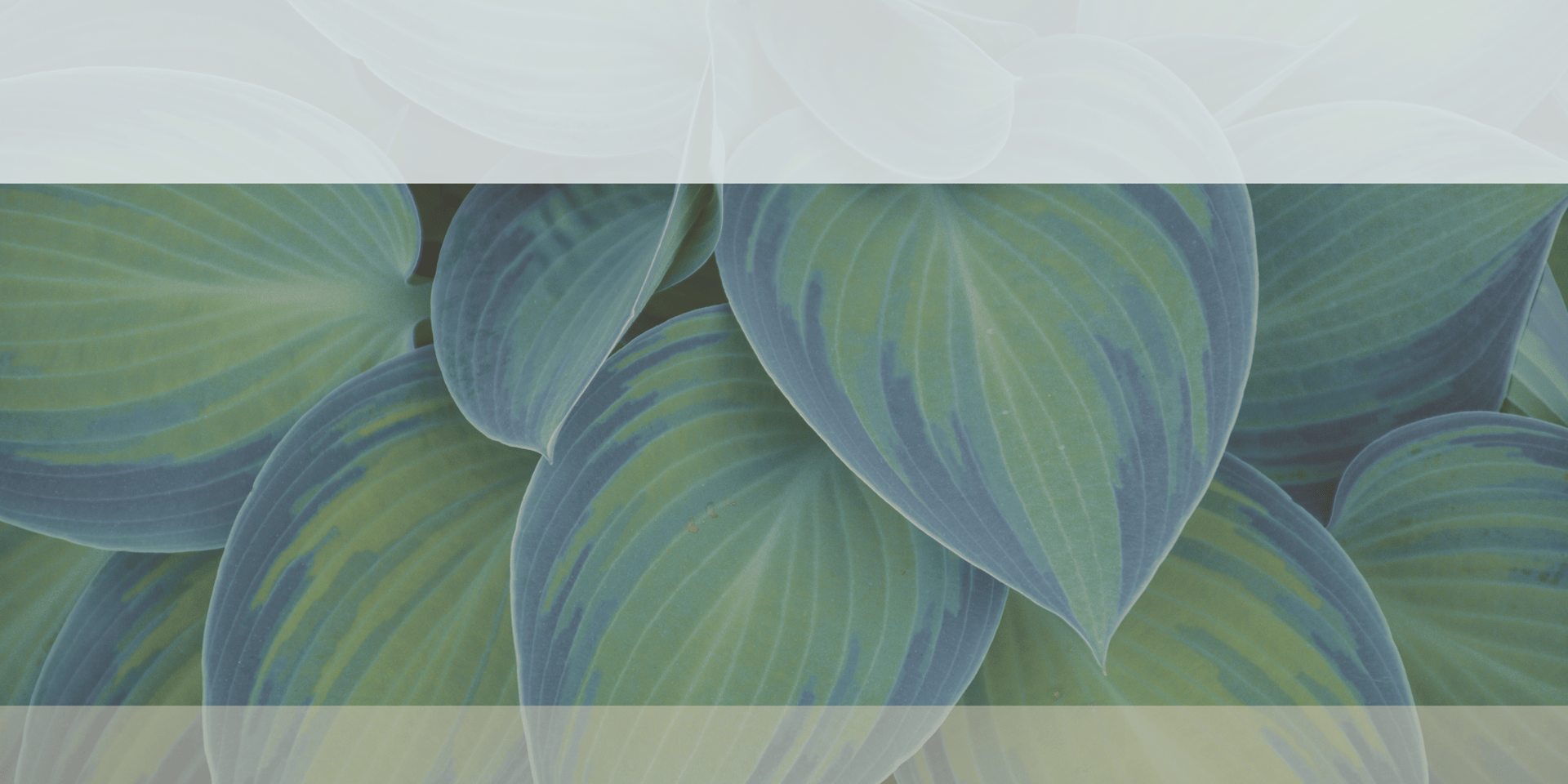 green rubber fig plant