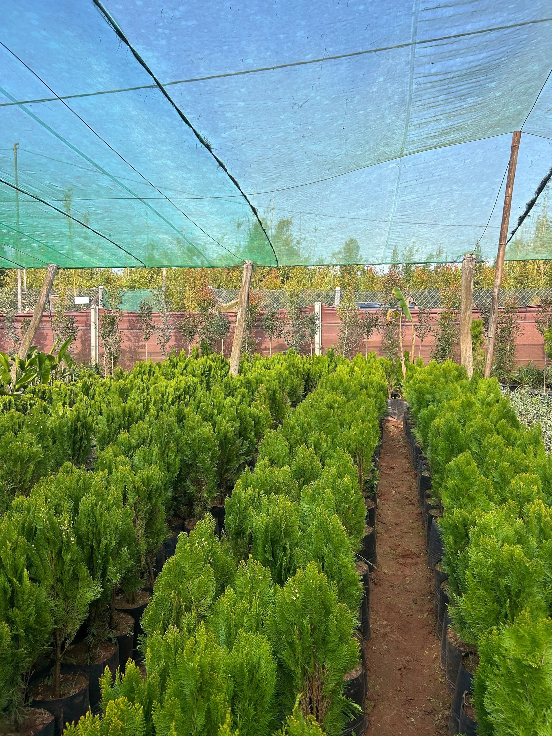 a garden filled with lots of different types of plants