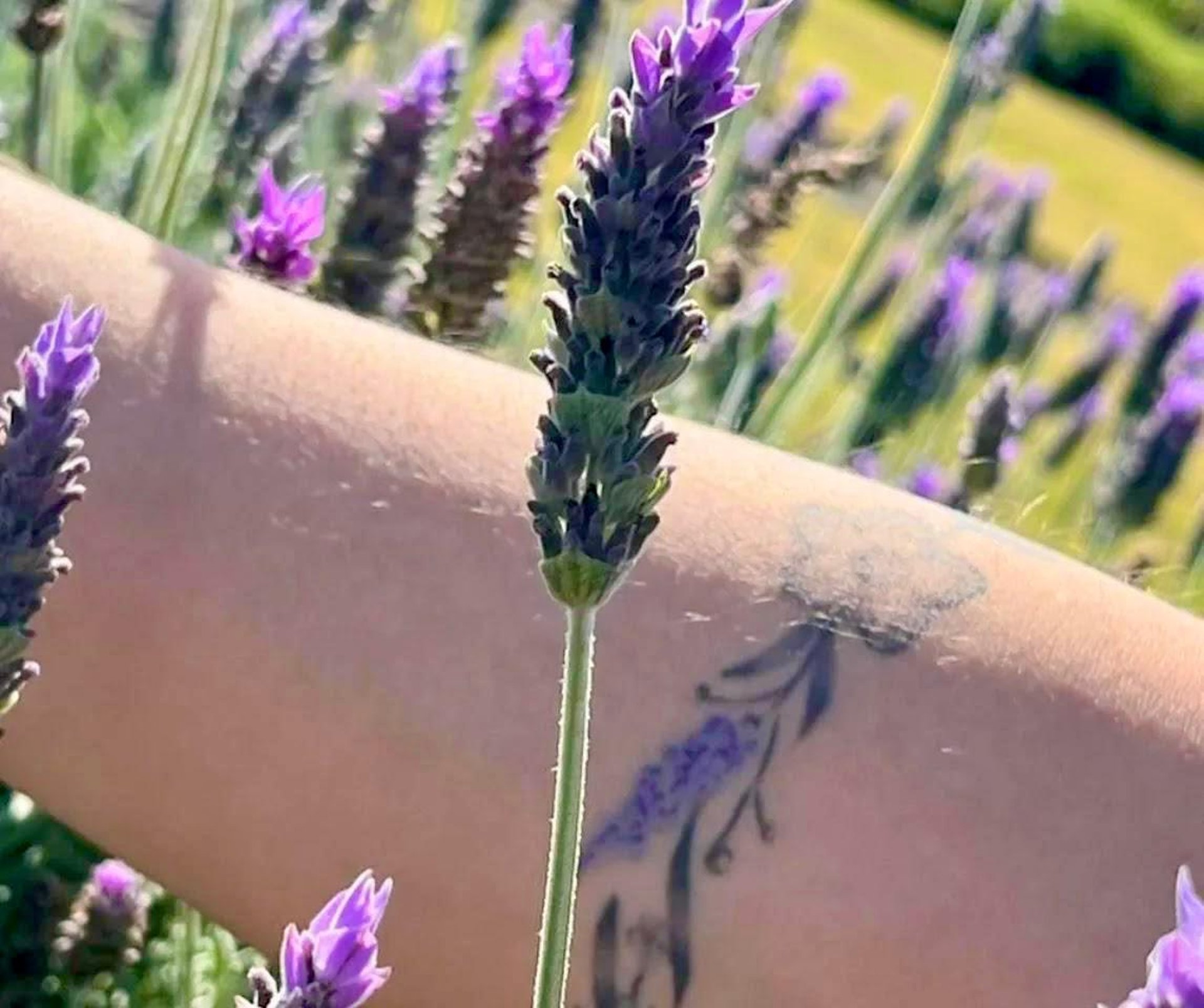green fern plant inside clear glass vase