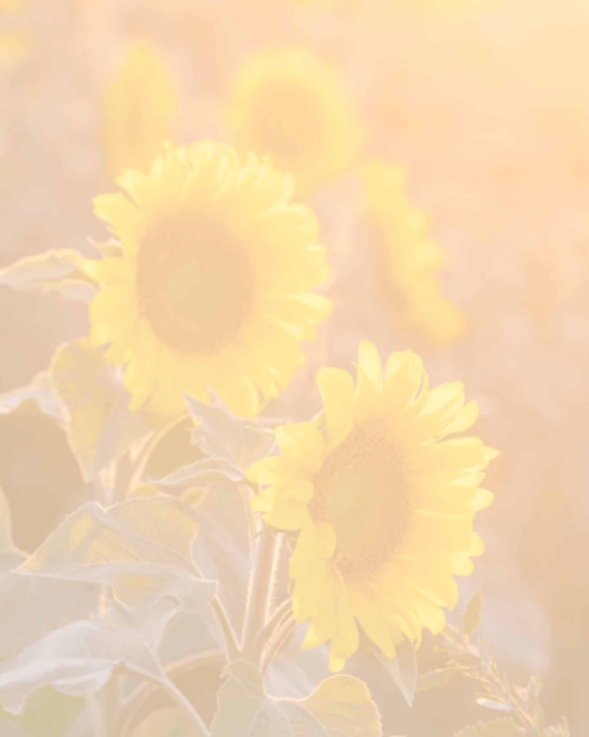 yellow sunflower field during daytime