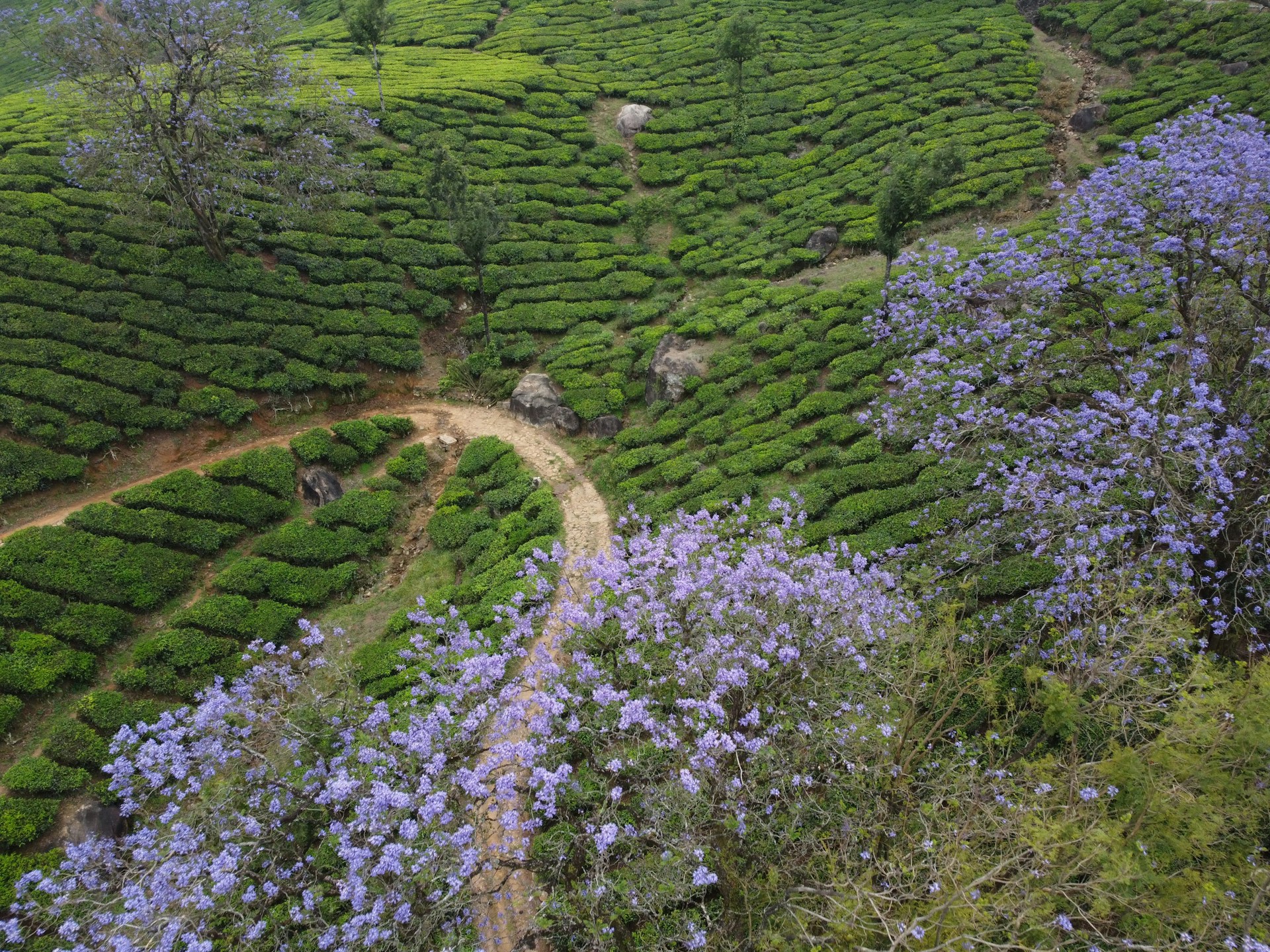 Lush green tea hills in Kerala adorned with vibrant blue flowers and winding dirt path.