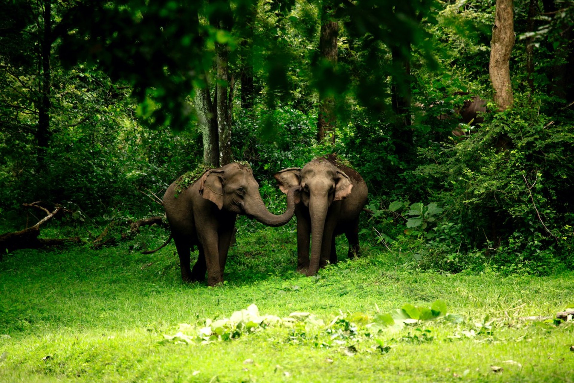 Anakulam, Kerala's best-kept secret where wild elephant herds gather daily, offering visitors an unforgettable experience.