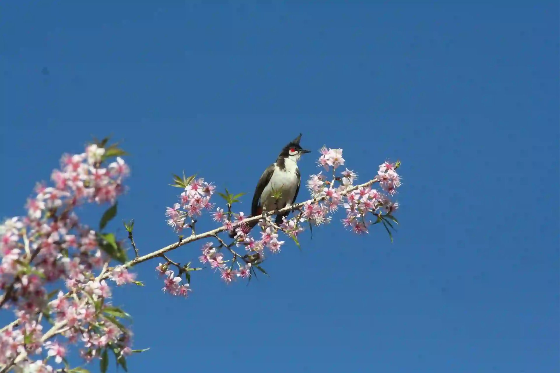 Bird watching 
