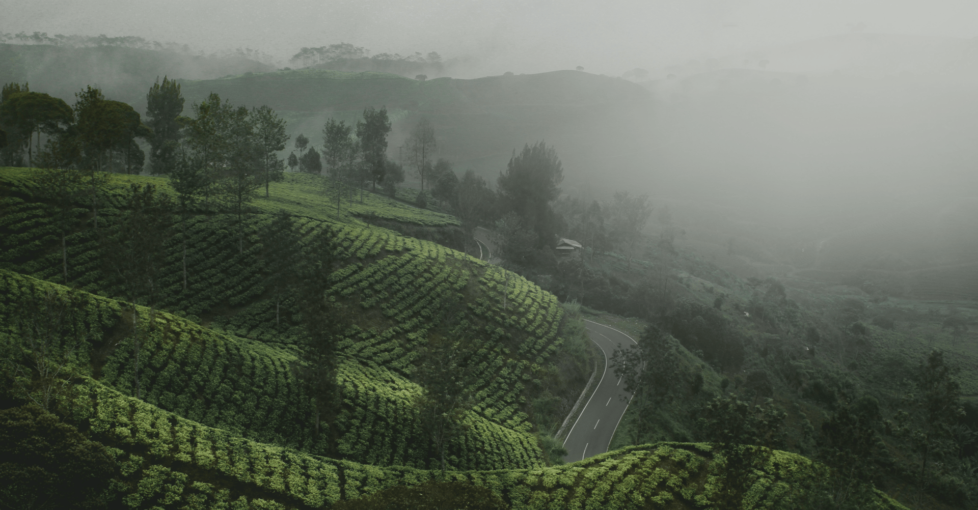 Kerala, Munnar tea plantations