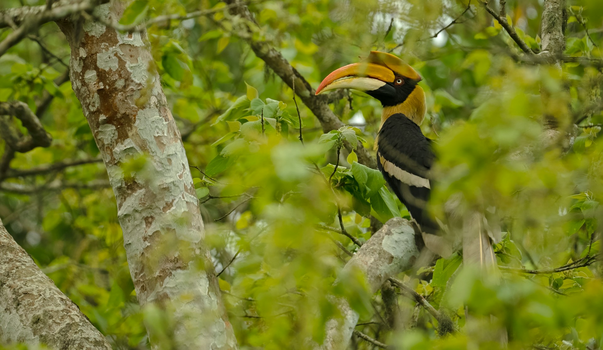 Hornbill perched on tree branch in lush greenery, showcasing Kerala's rich biodiversity, relevant to travel planning in India