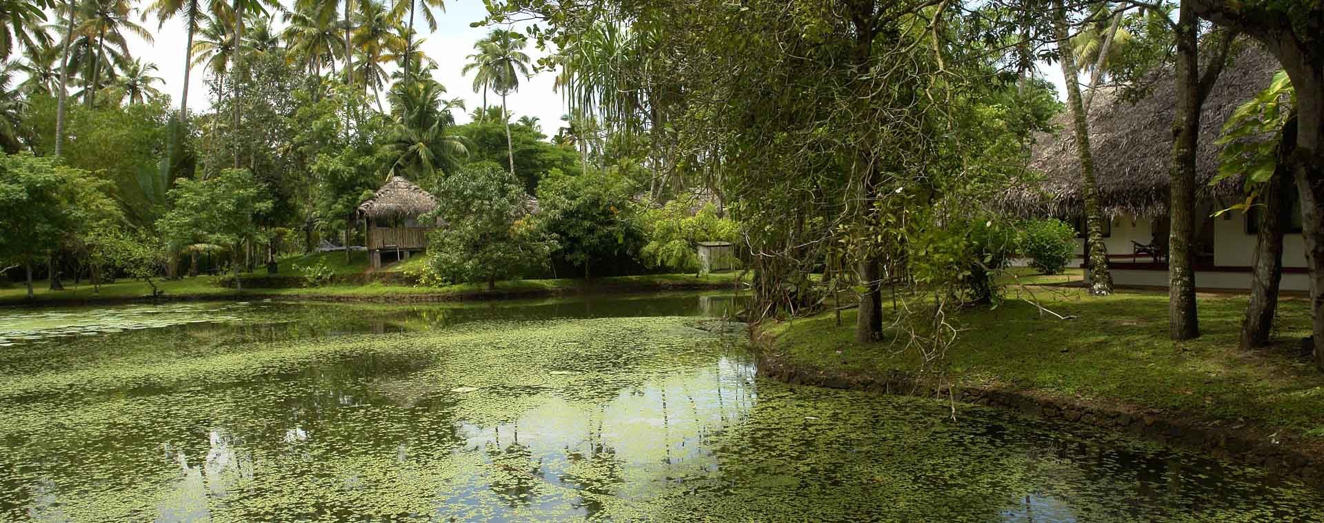 Kerala, natural pound with lotus plants.