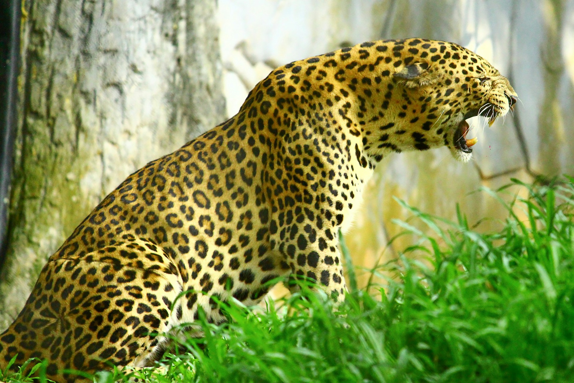 Leopard sitting in the grass Thiruvananthapuram, Kerala, India