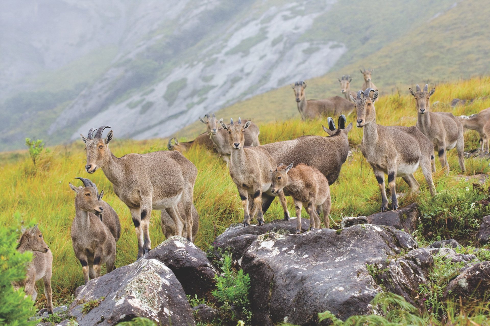 The Nilgiri tahr is an ungulate that is endemic to the Nilgiri Hills and the southern portion of the Western and Eastern Ghat