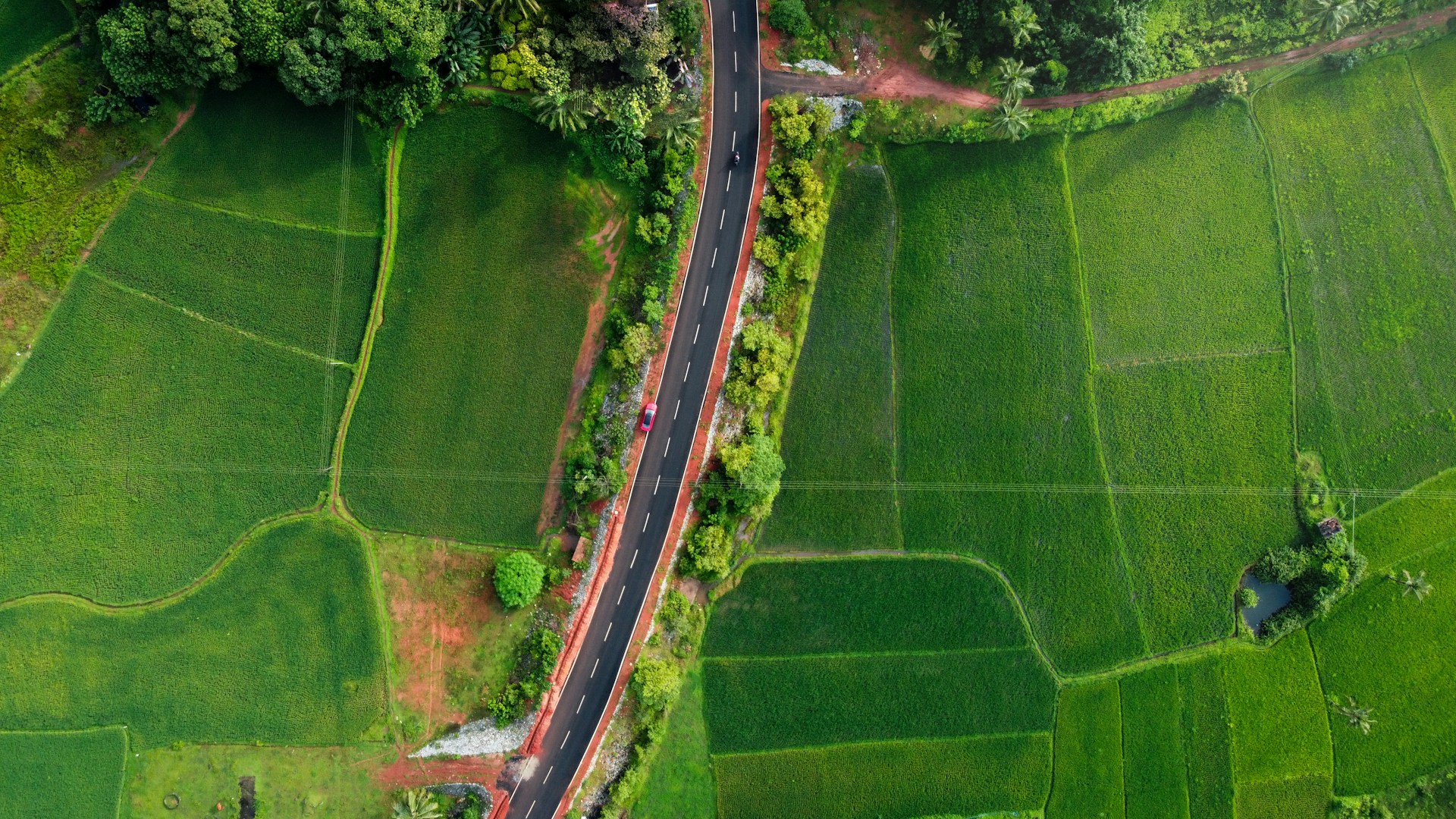 Road through paddy field in Kerala