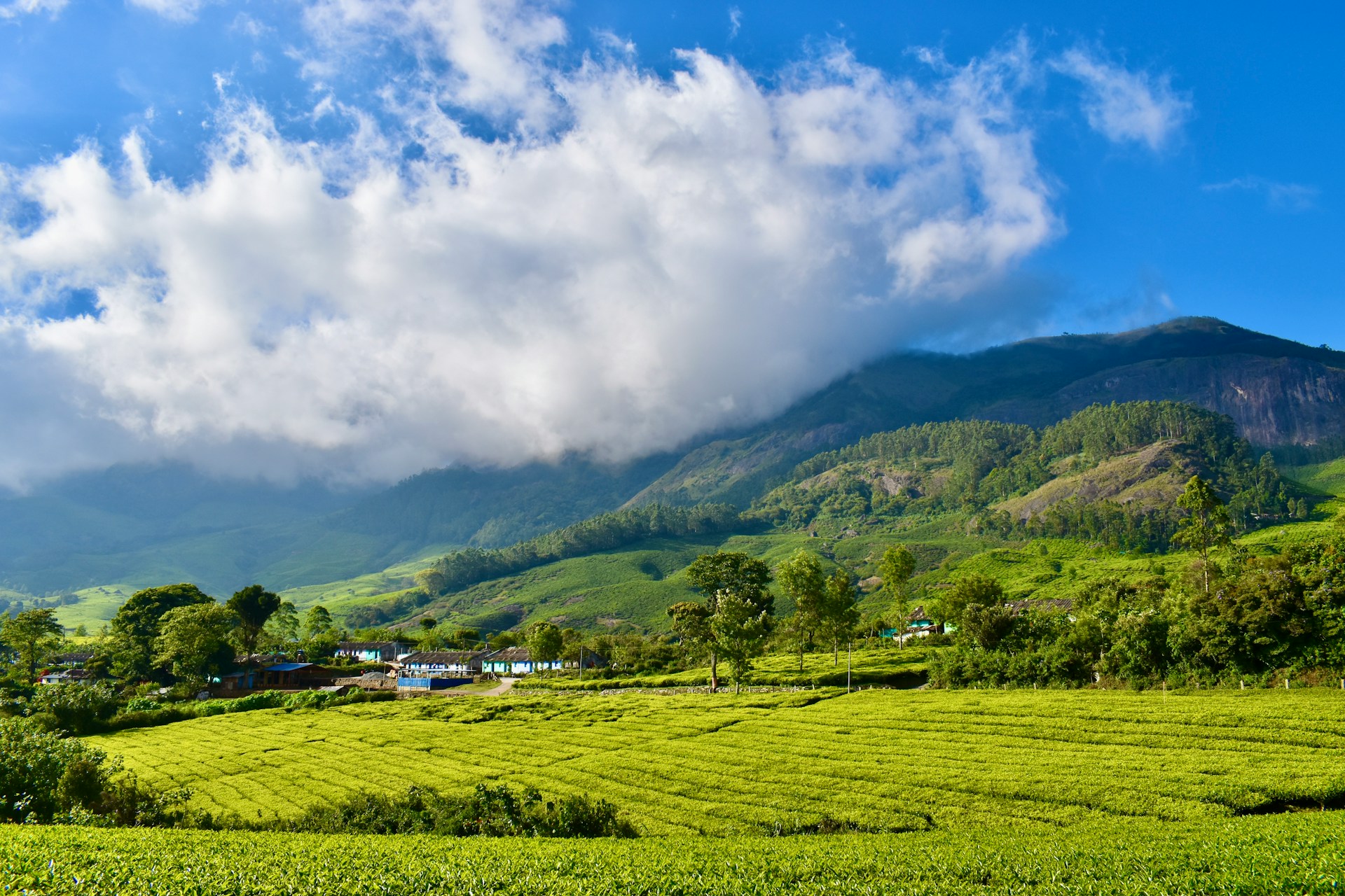 Lush green tea plantations in Munnar, Kerala, with rolling hills and a cloudy sky, illustrating the region's spice heritage.
