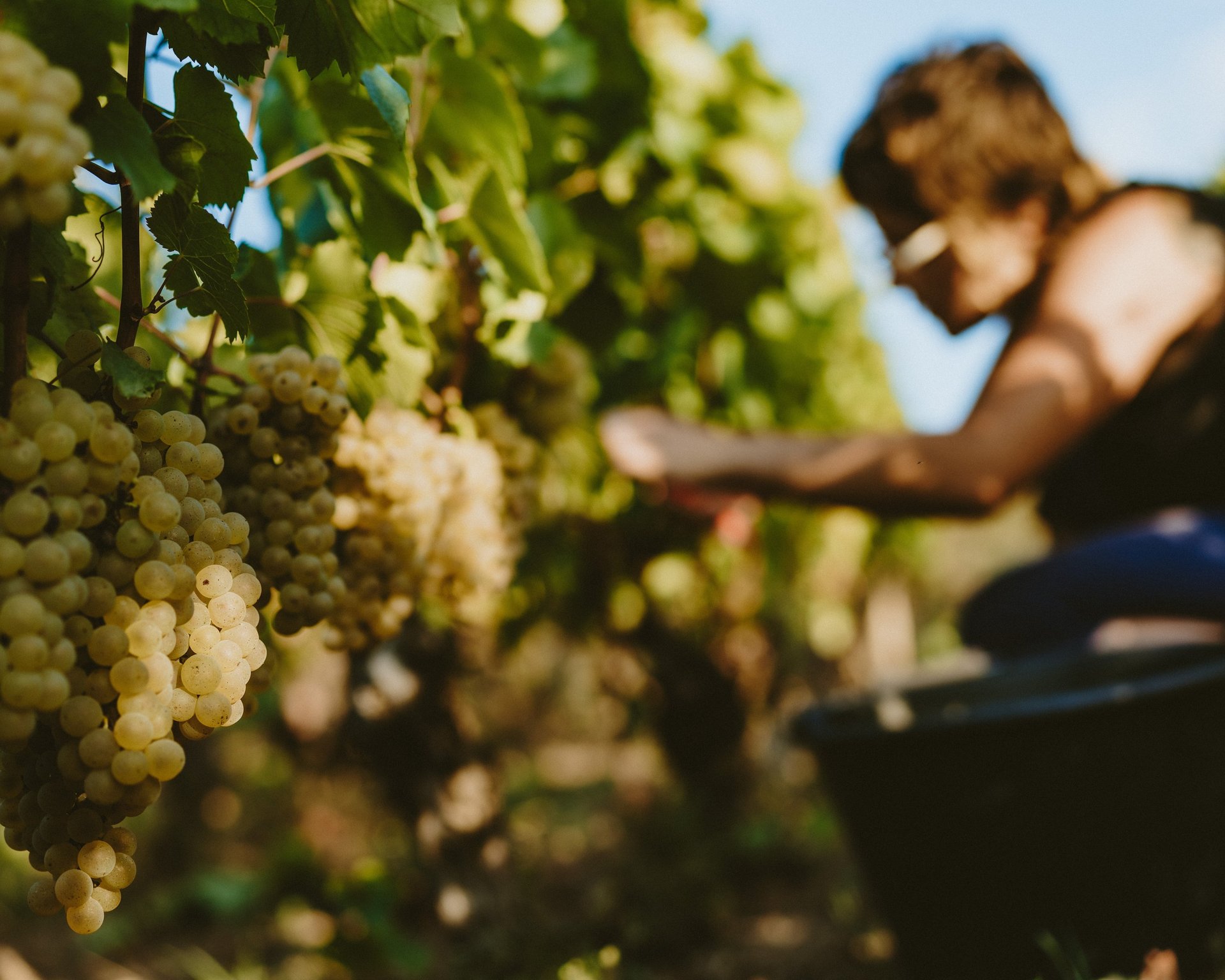 an abstract photo of a curved building with a blue sky in the background