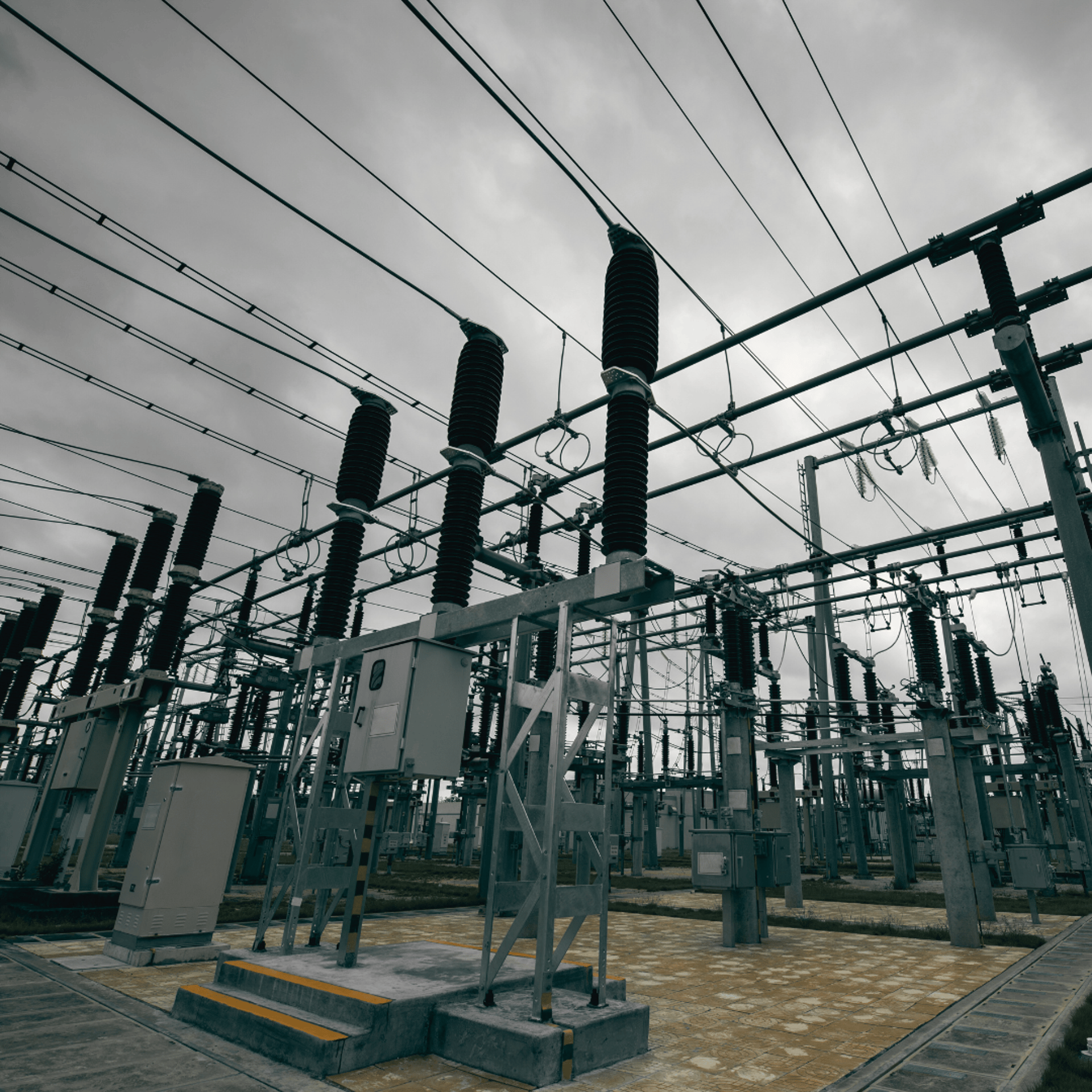 green lucky bamboo plant