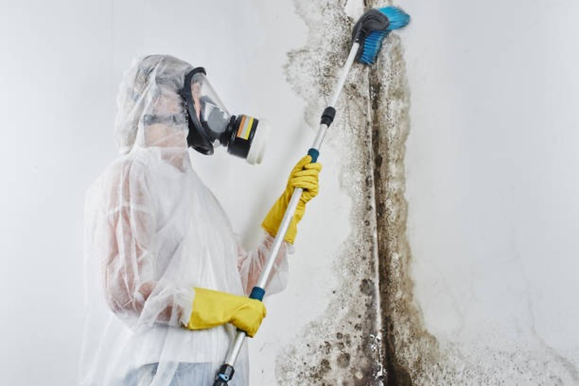 mold removal process in lake Charles, louisiana