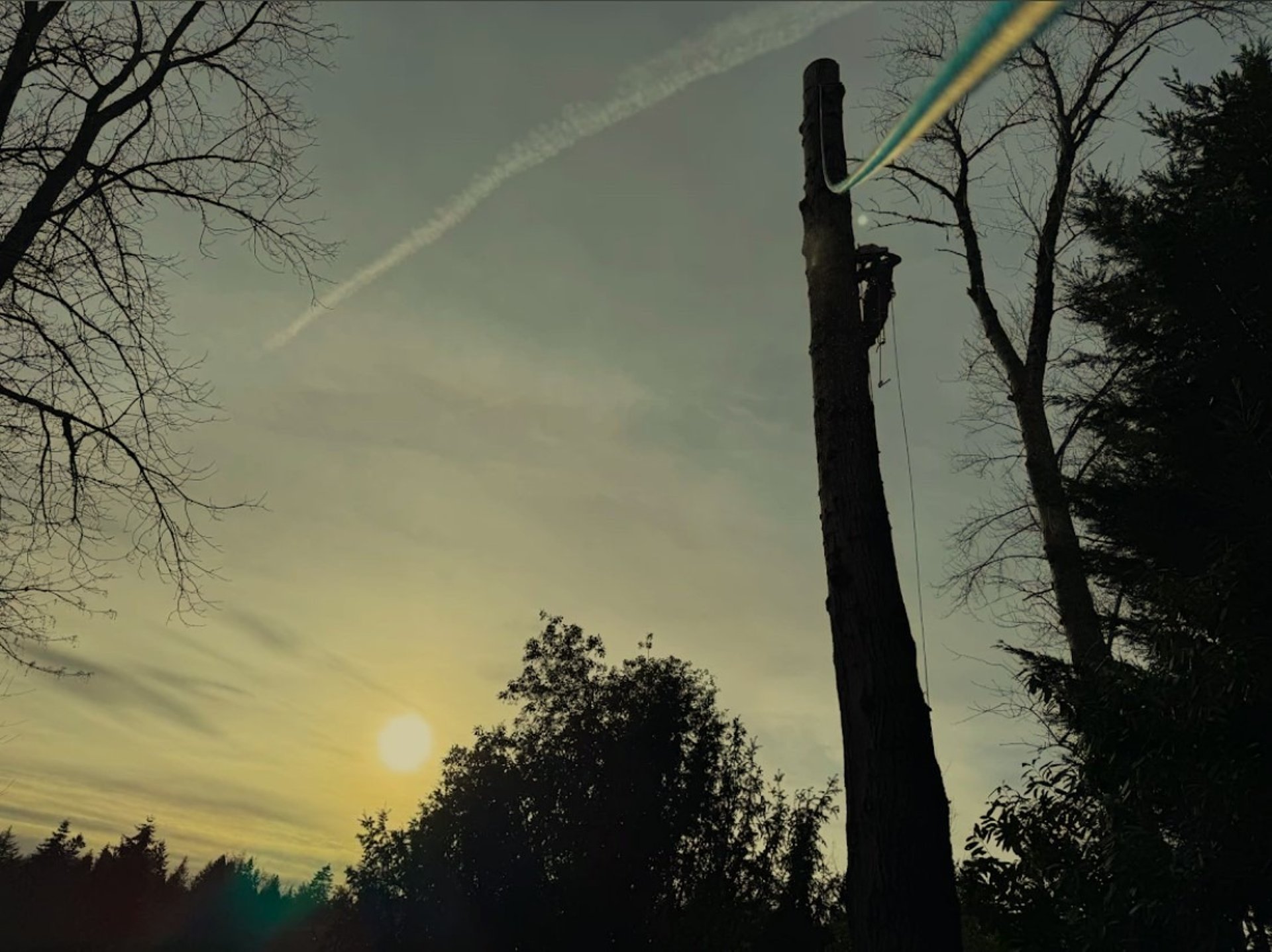 green pine trees during daytime