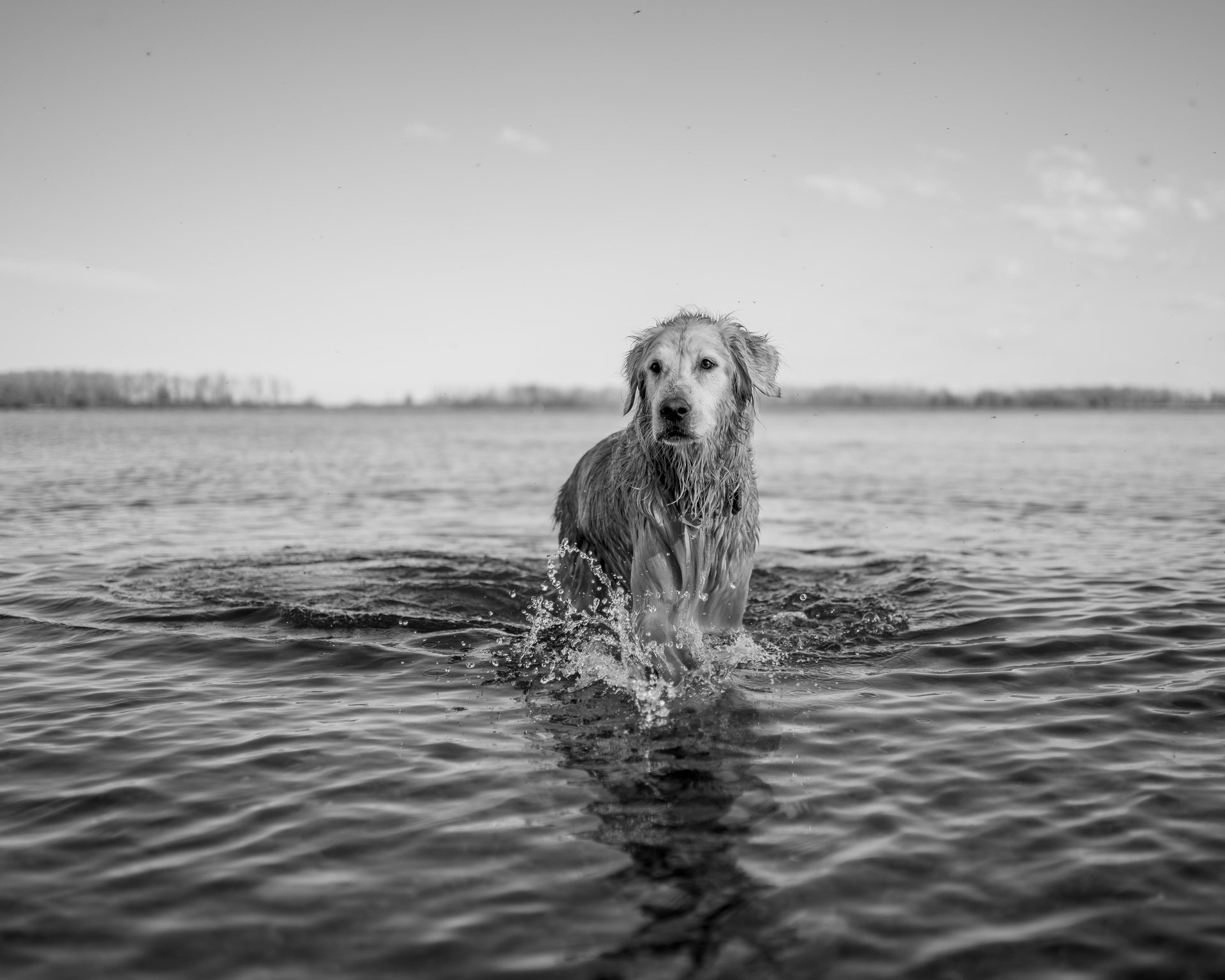 gray computer monitor