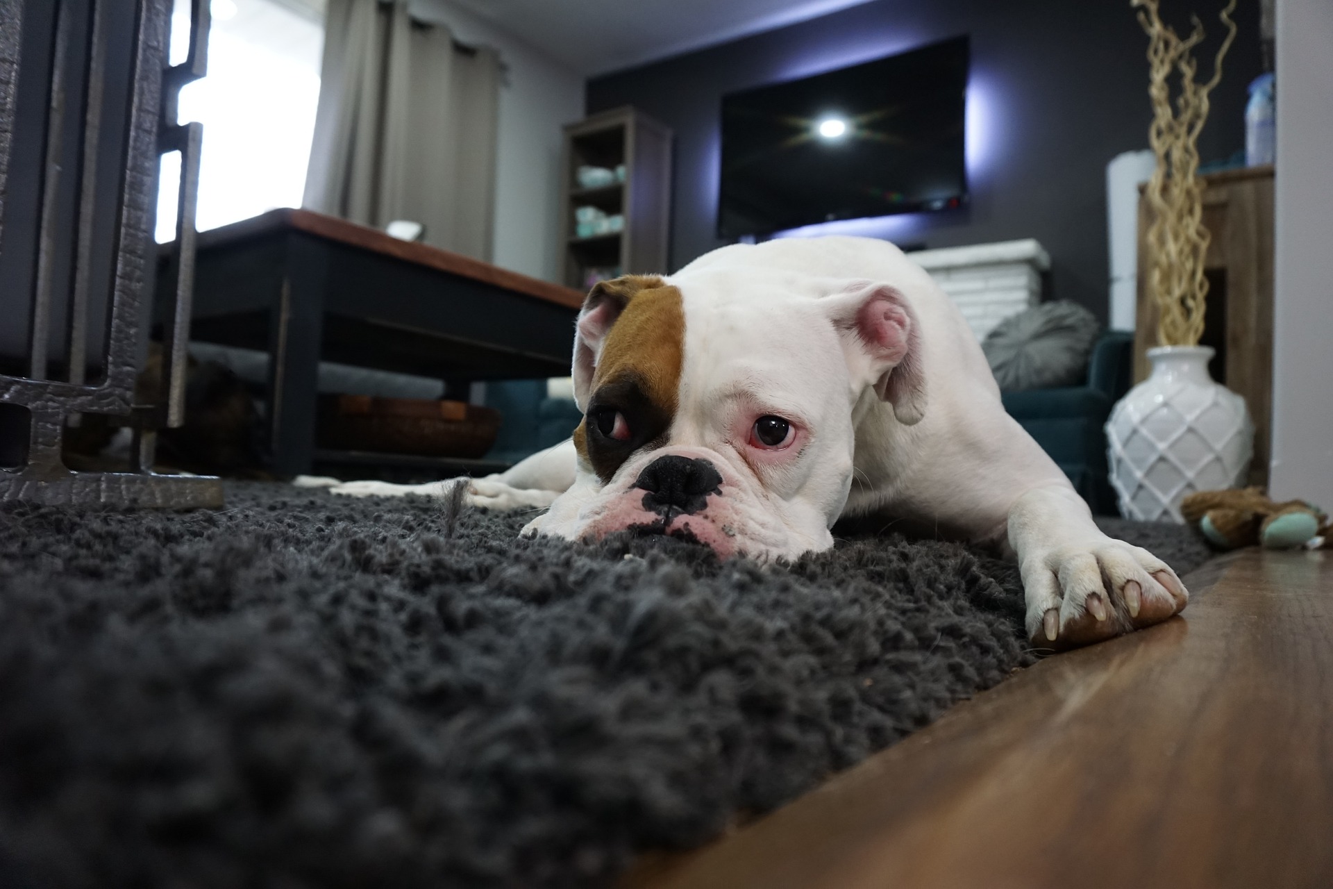 black and white French bulldog laying on floor