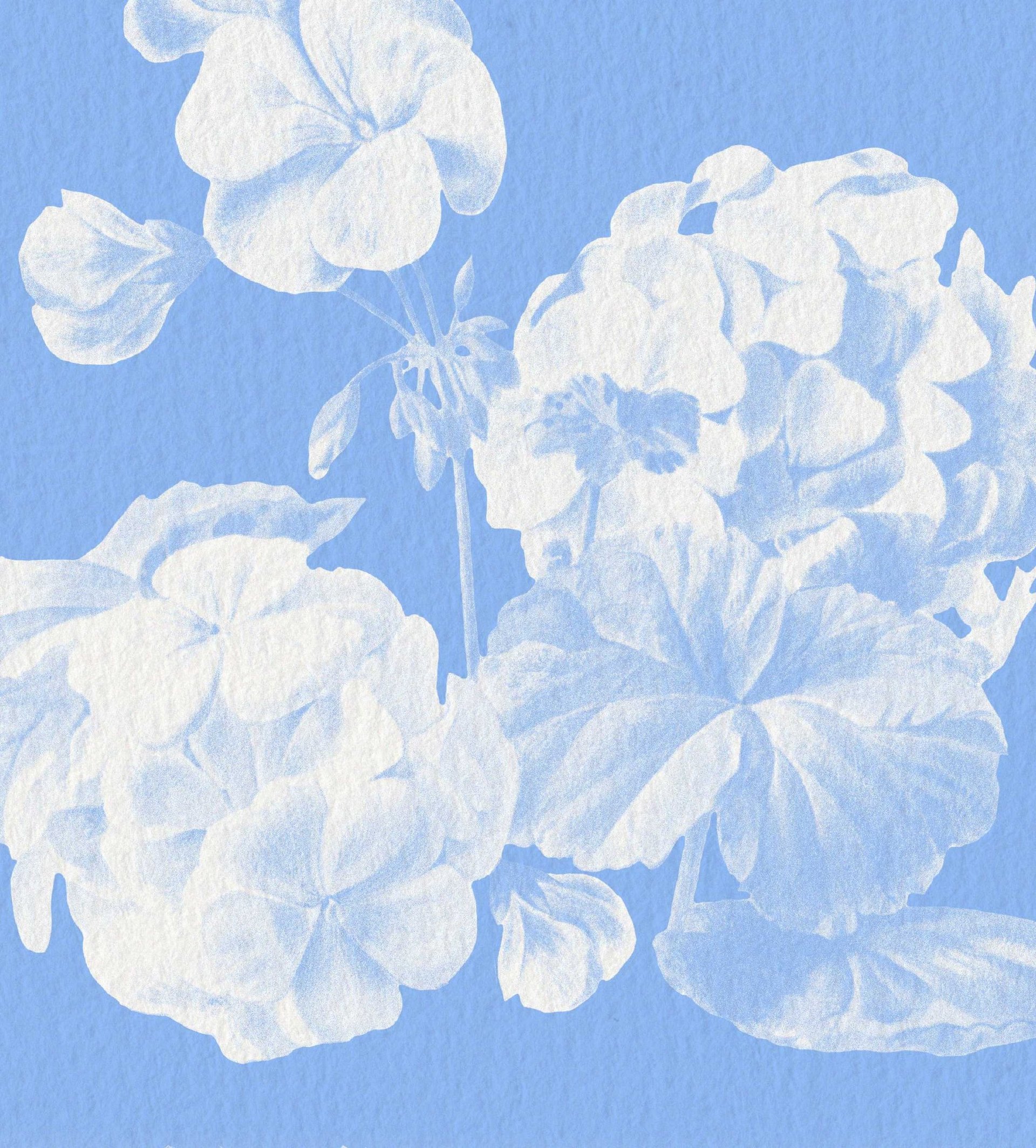 flores blancas con fondo azul