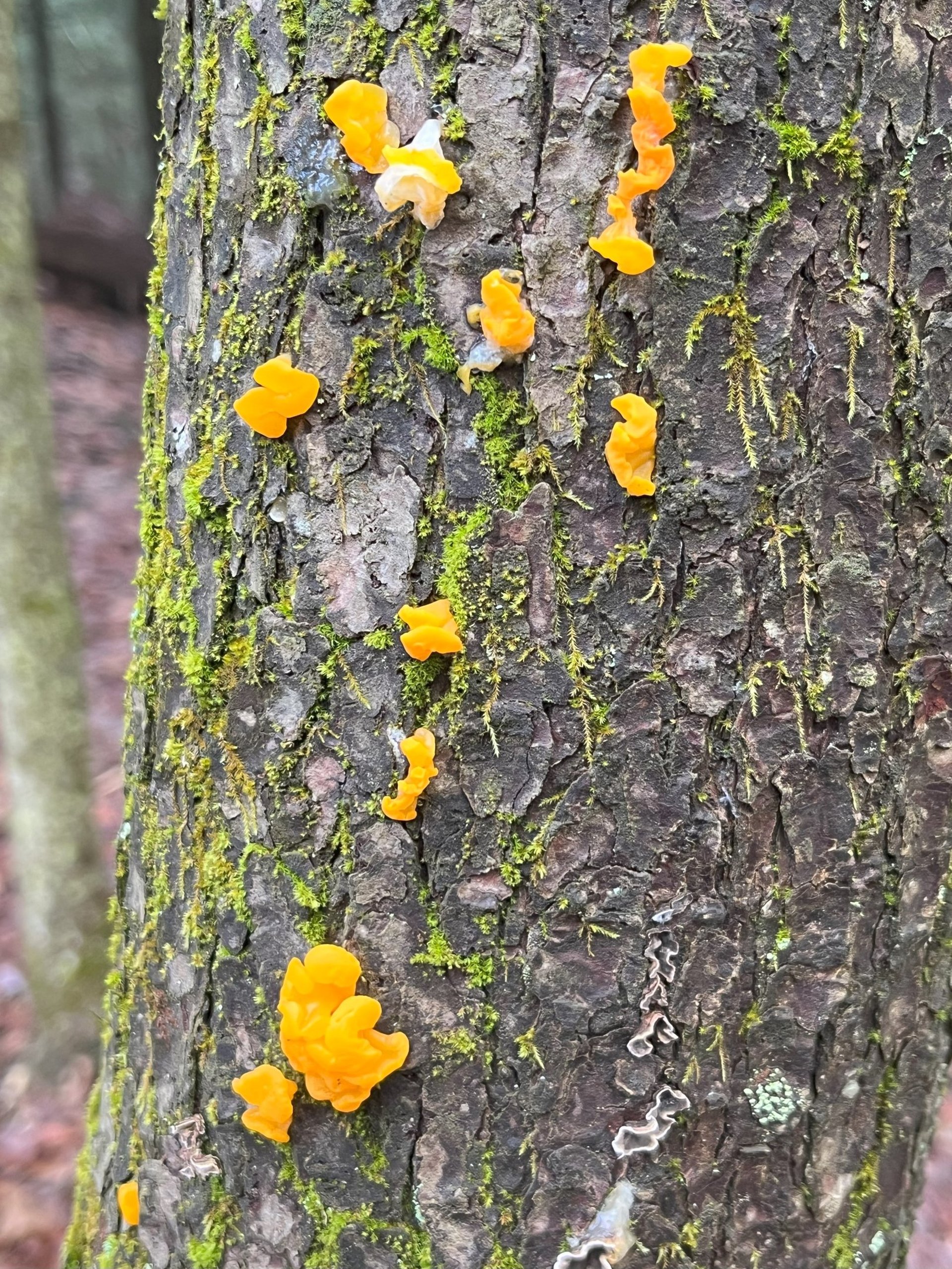 gray computer monitor