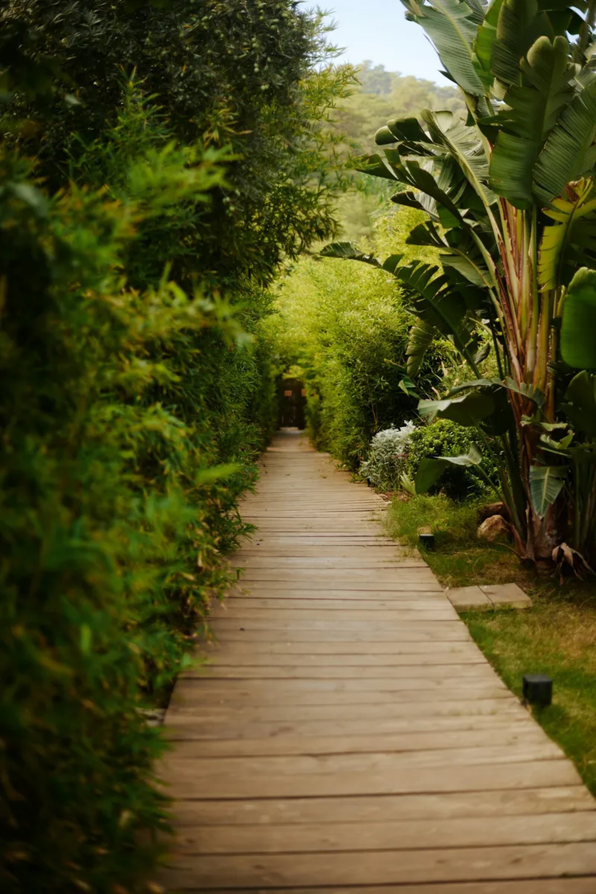 Wooden pathway leads through lush, green foliage.