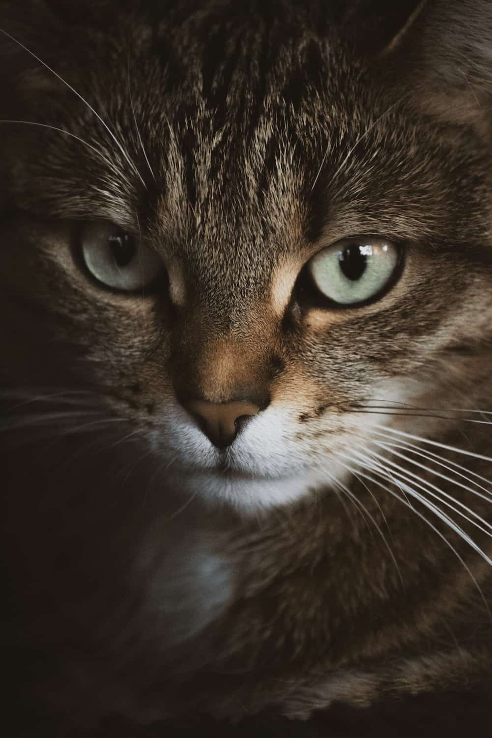 Comportementaliste Chat Bretagne