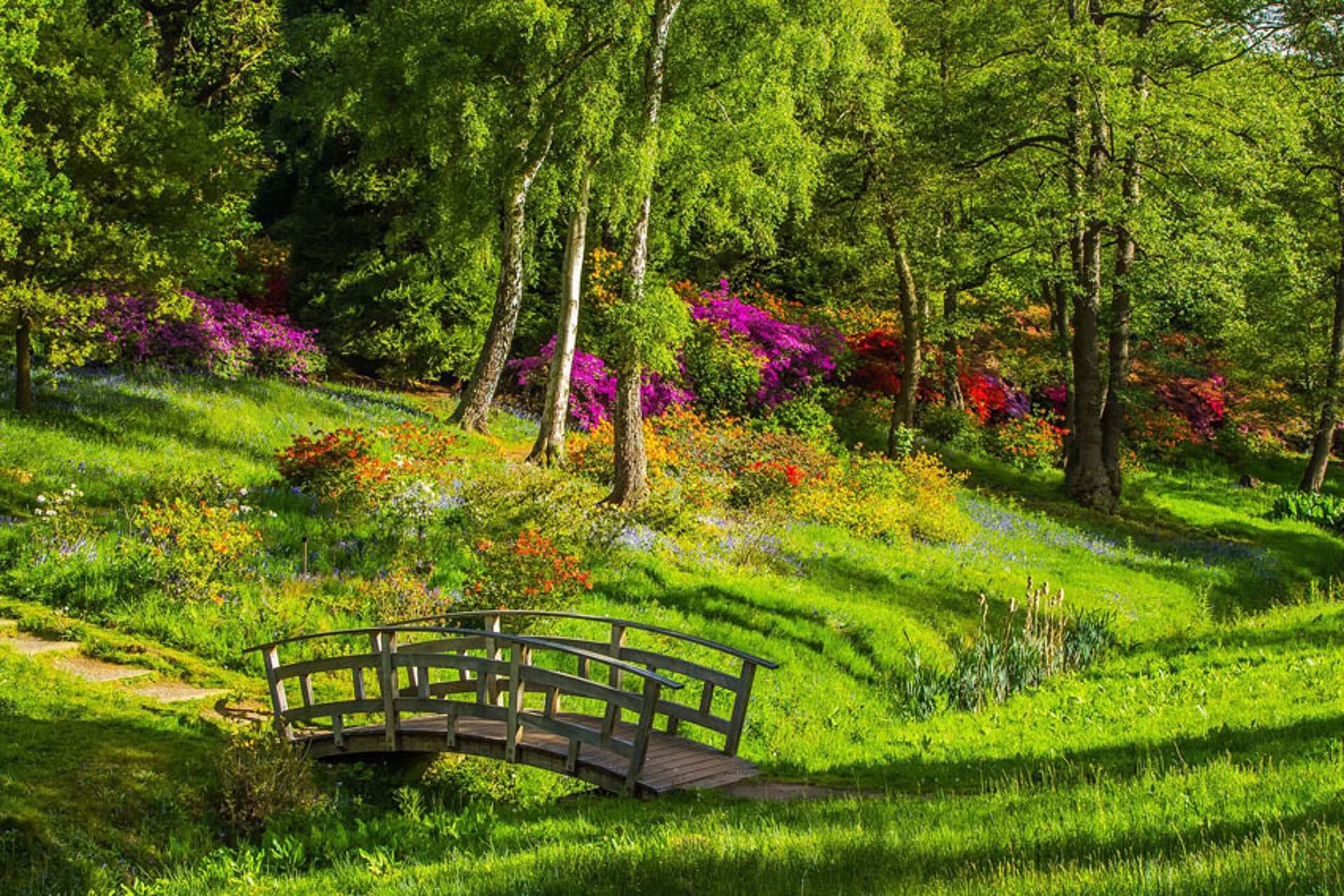 brown wooden dock between lavender flower field near body of water during golden hour