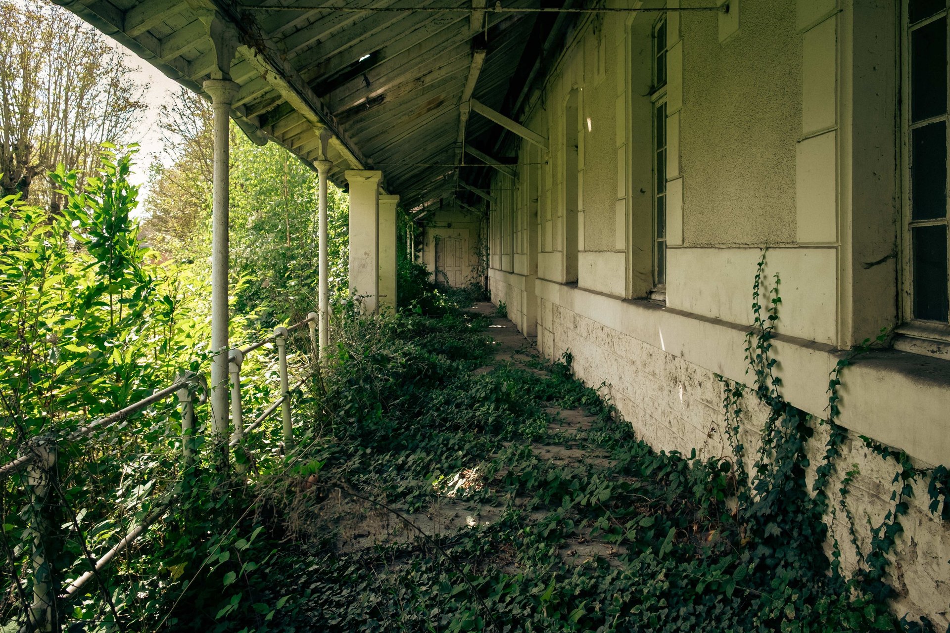 Perray-Vaucluse galerie envahie de lierre