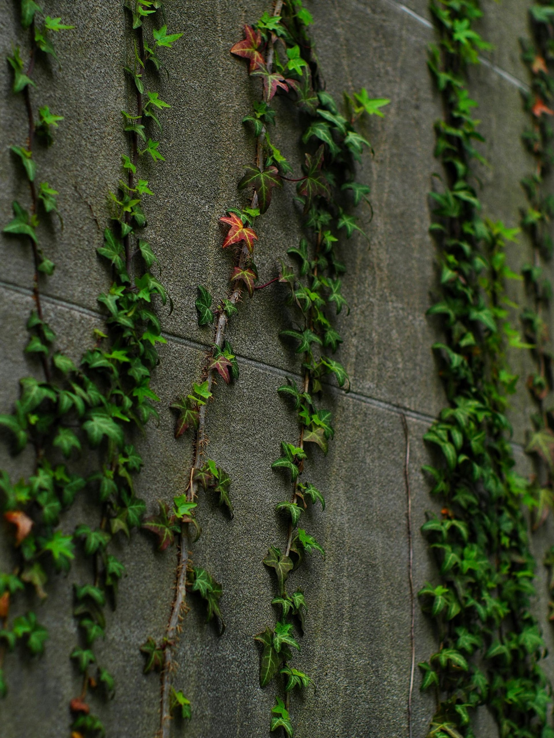 A path in a cemetery with leaves on the ground