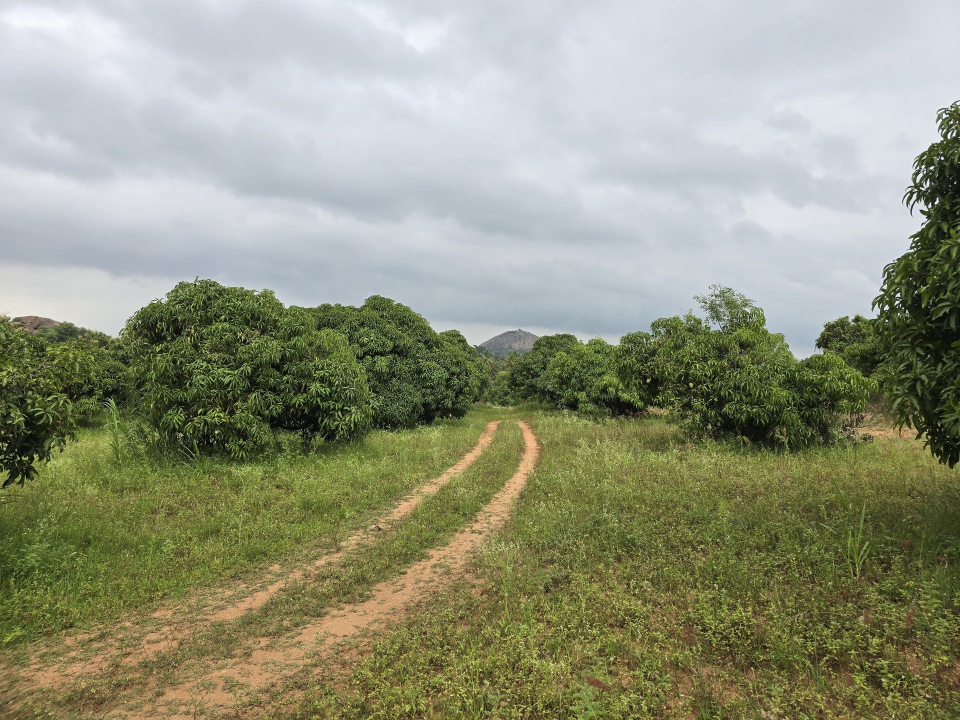 A large body of water surrounded by trees