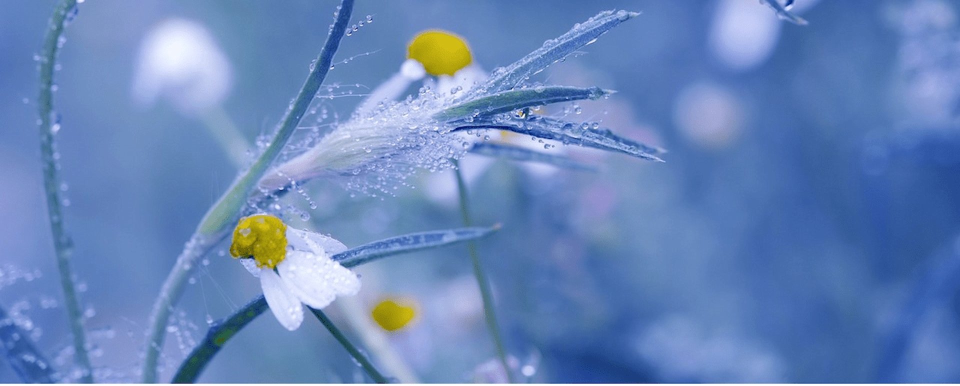 Branche de marguerite avec rosée sur fond bleu symbolisant le renouveau et la douceur des accompagnements.