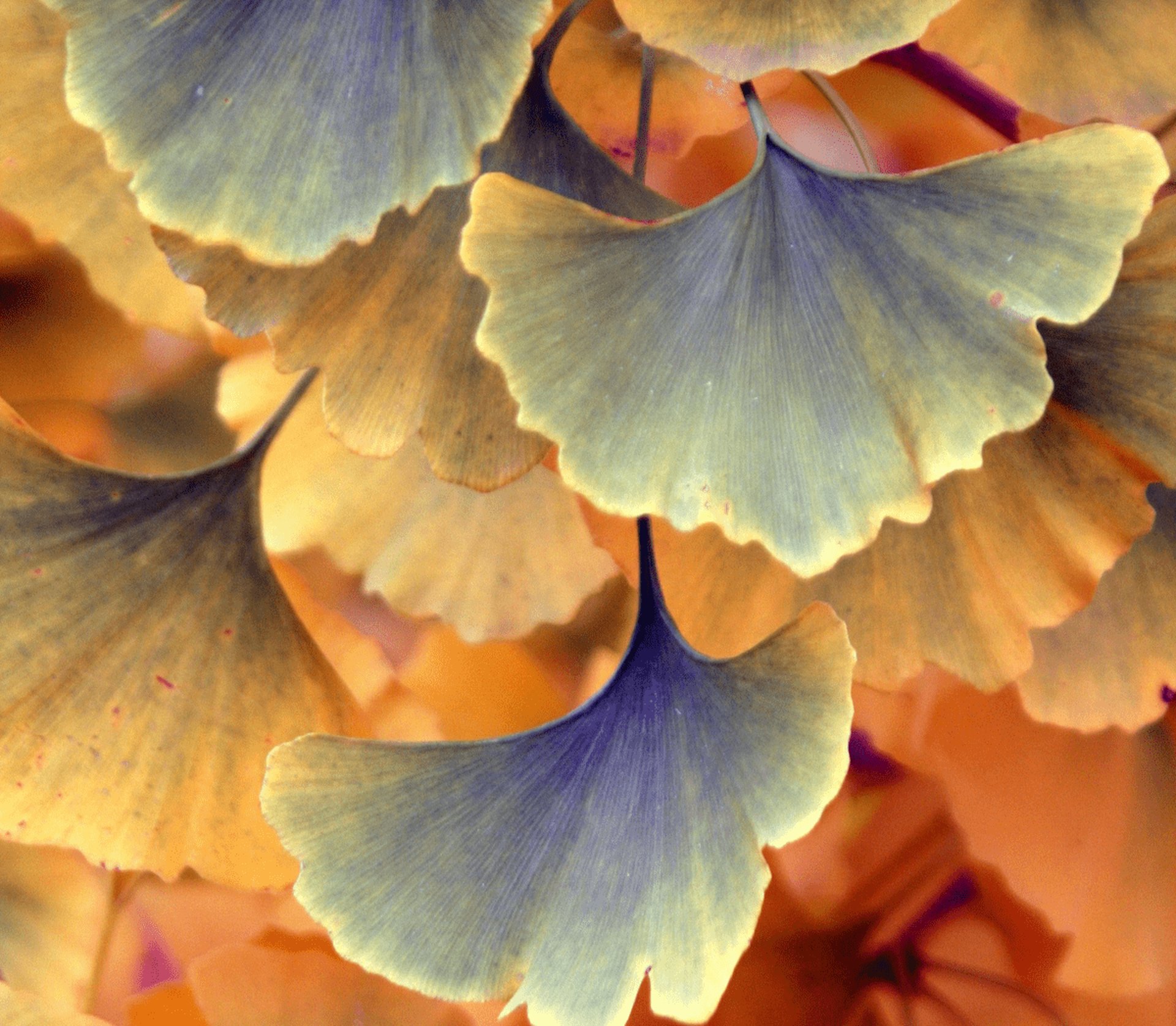 Feuilles de ginkgo dorées en automne illustrant la clarté et la transparence des tarifs de Stéphanie Bartringer.