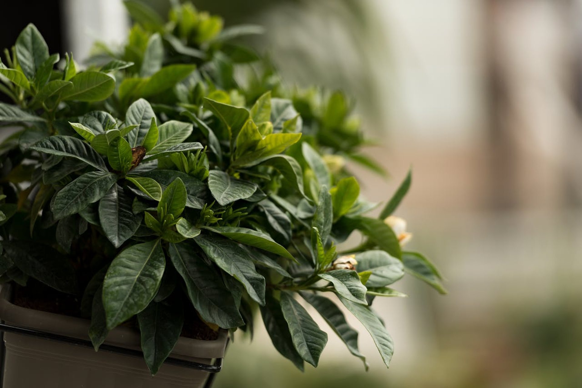 gray computer monitor