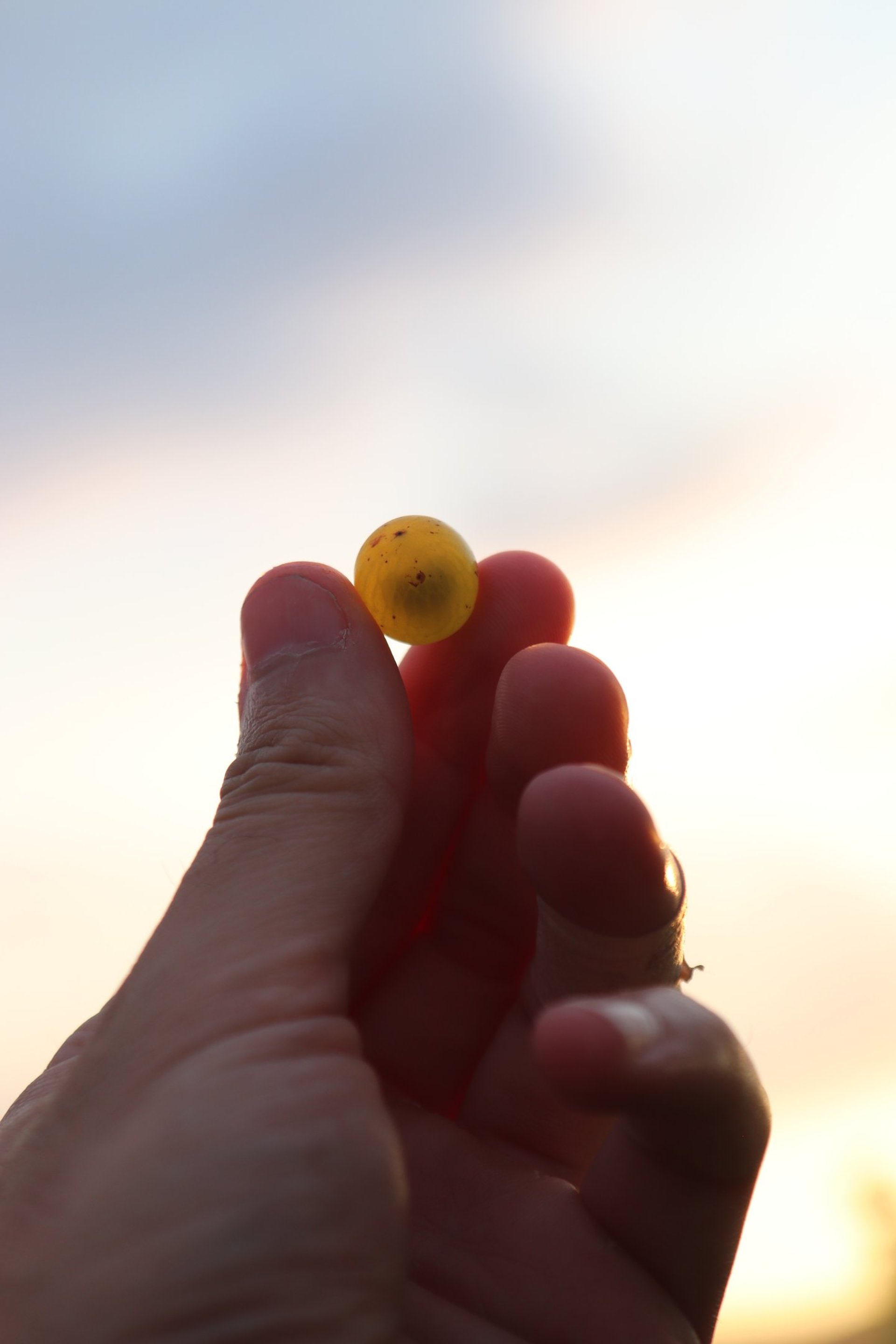 green trees during daytime