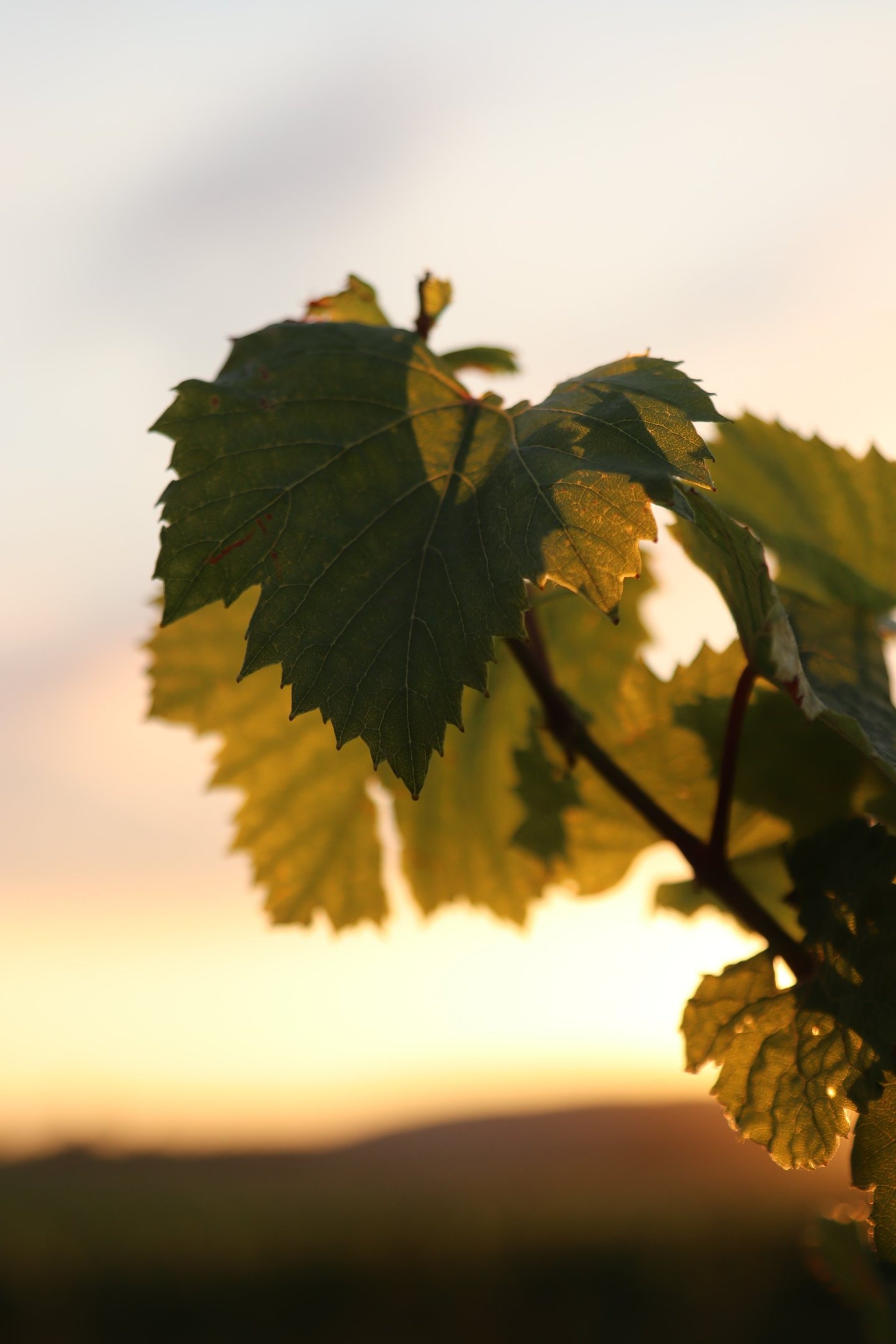 an abstract photo of a curved building with a blue sky in the background