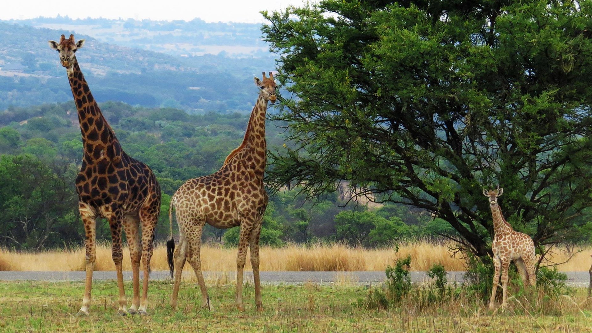woman wearing yellow long-sleeved dress under white clouds and blue sky during daytime