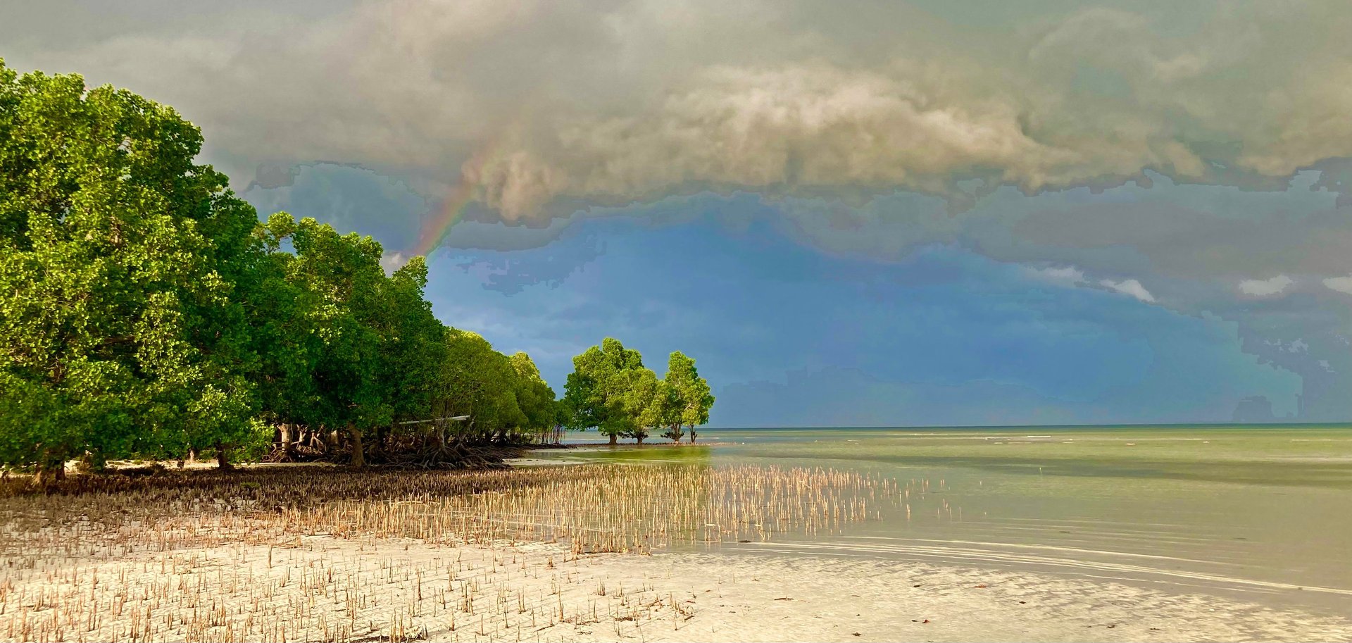 a close up of a pine tree with a blue sky in the background
