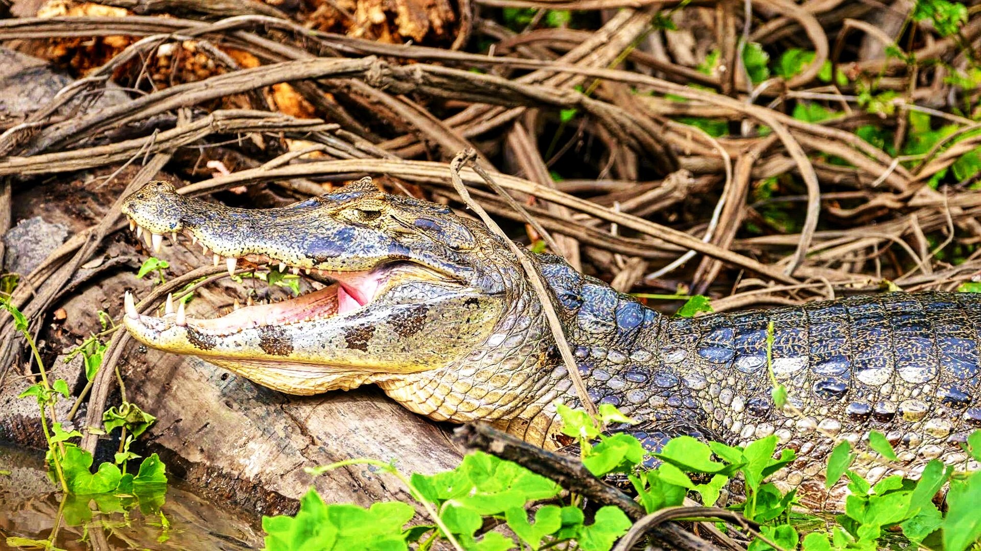 Caïman noir allongé sur un tronc dans la pampa amazonienne en bolivie, madidi rurrenabaque