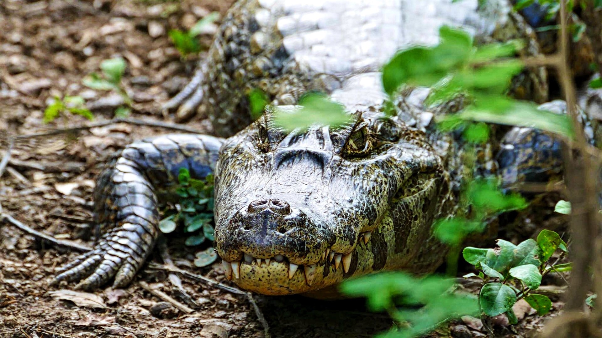 Caiman noir caché dans la végétation dense de la forêt tropicale bolivienne, regard fixe et immobile entre feuilles et ombres
