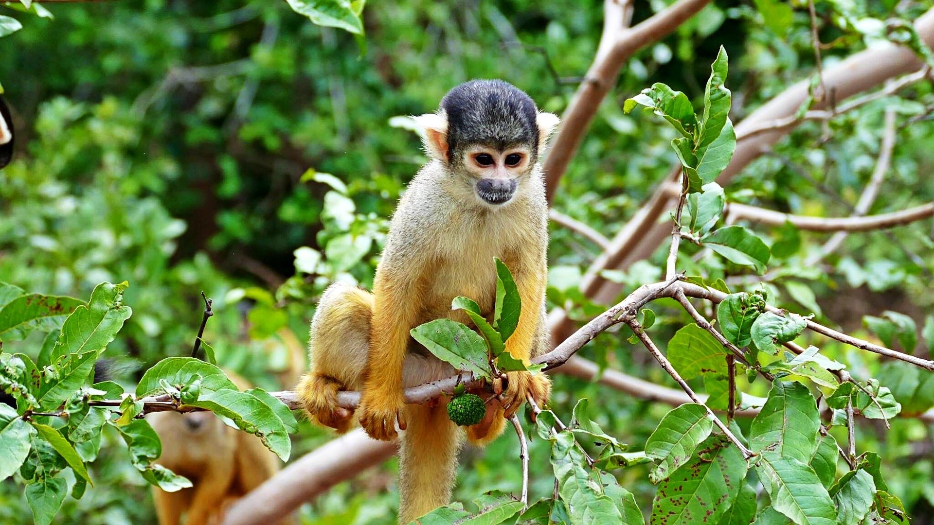 Singe-écureuil sur une branche dans la forêt amazonienne entre Rurrenabaque et le parc Madidi,