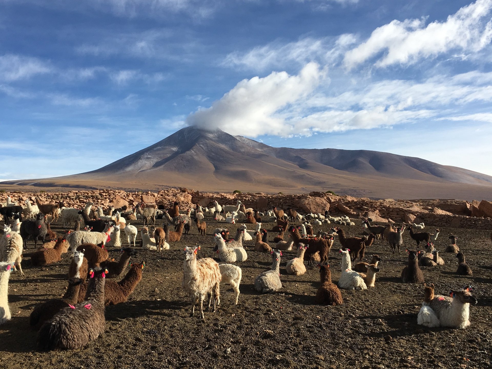 Lamas assis devant le volcan Ollagüe sous un nuage blanc, dans le désert du Sud Lipez en Bolivie