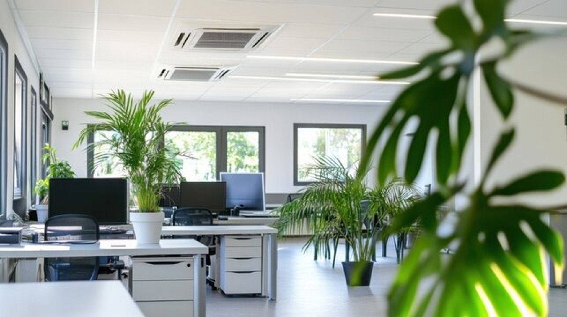 people doing office works