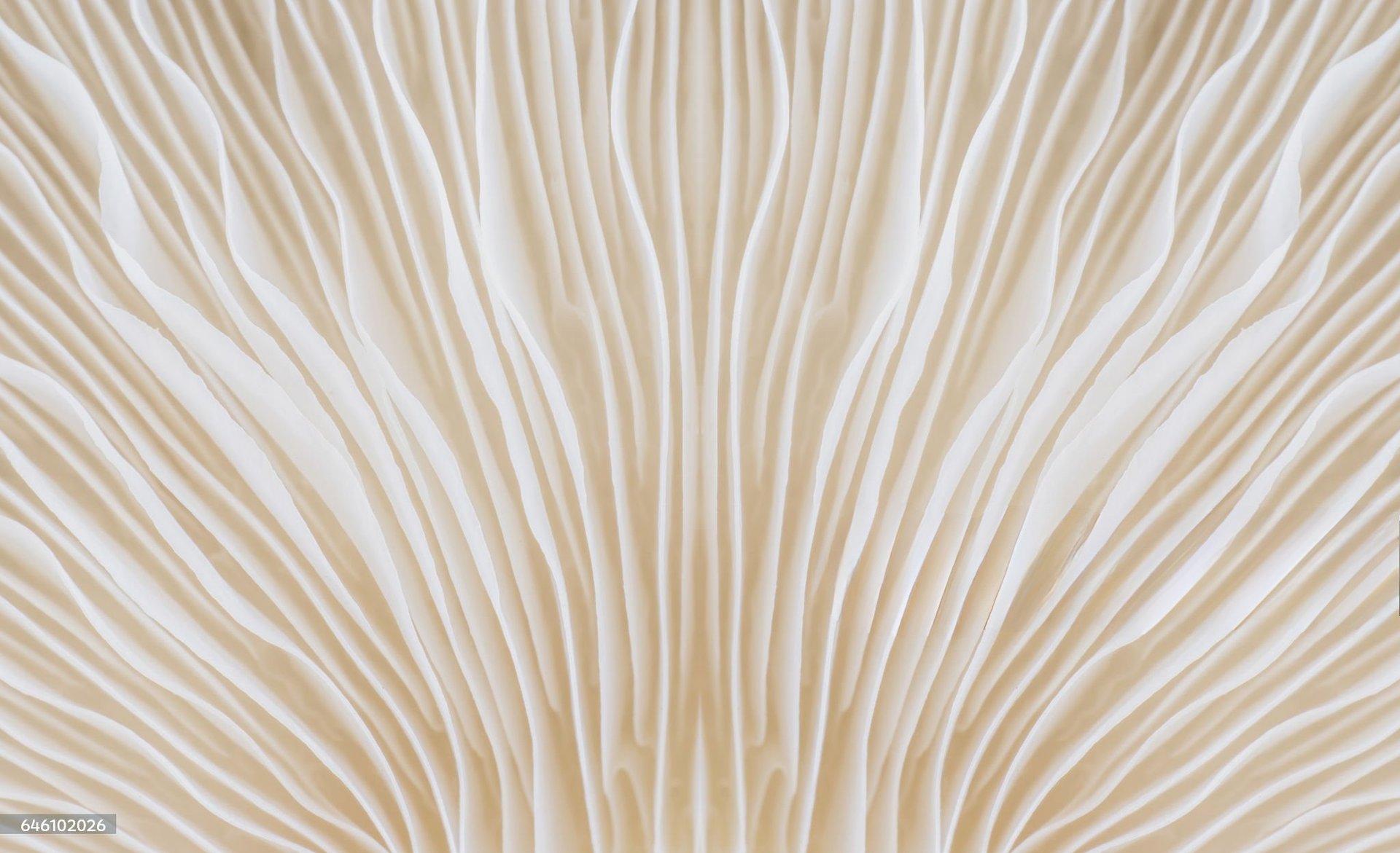 an abstract photo of a curved building with a blue sky in the background