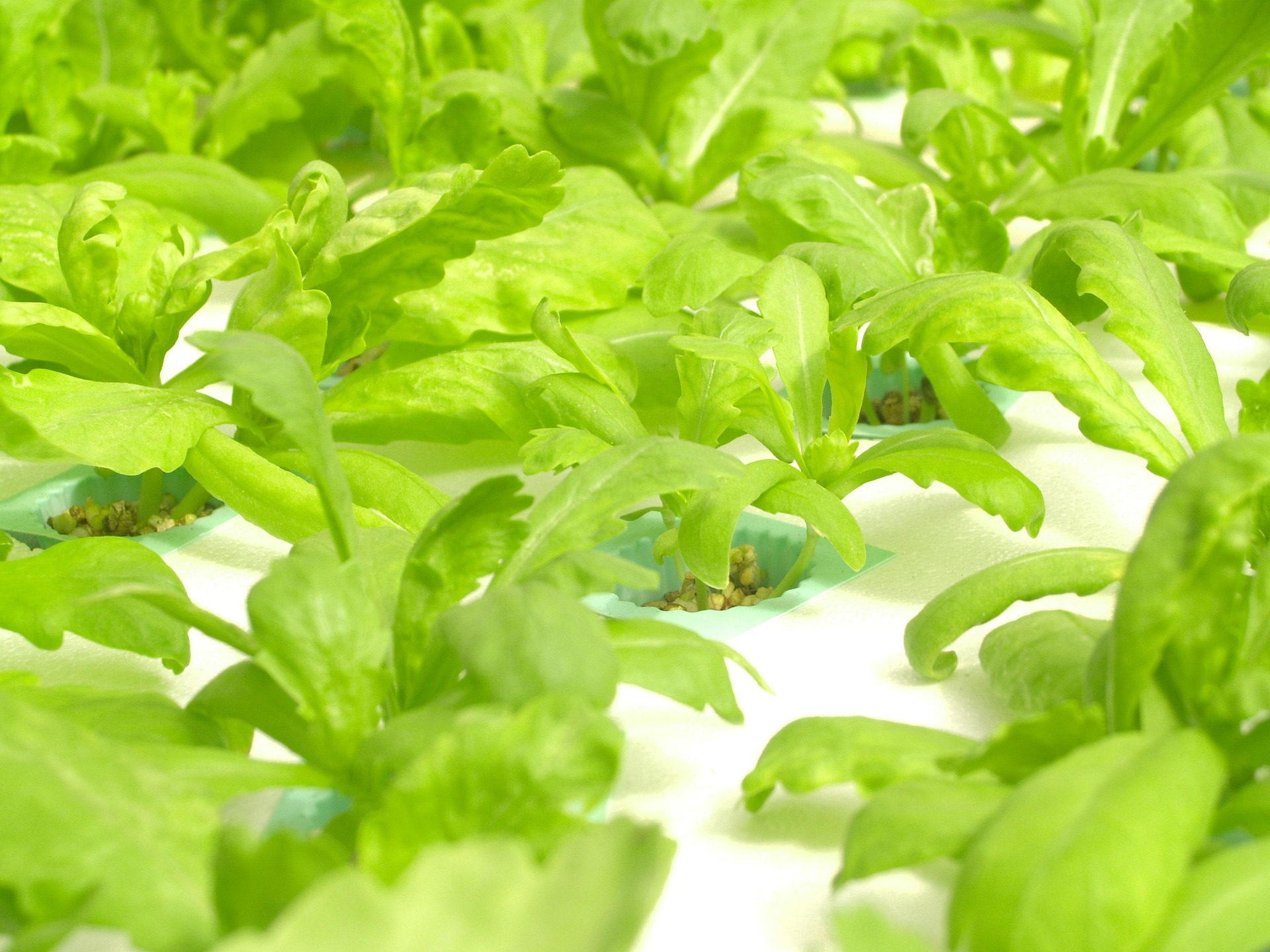 green plants on soil
