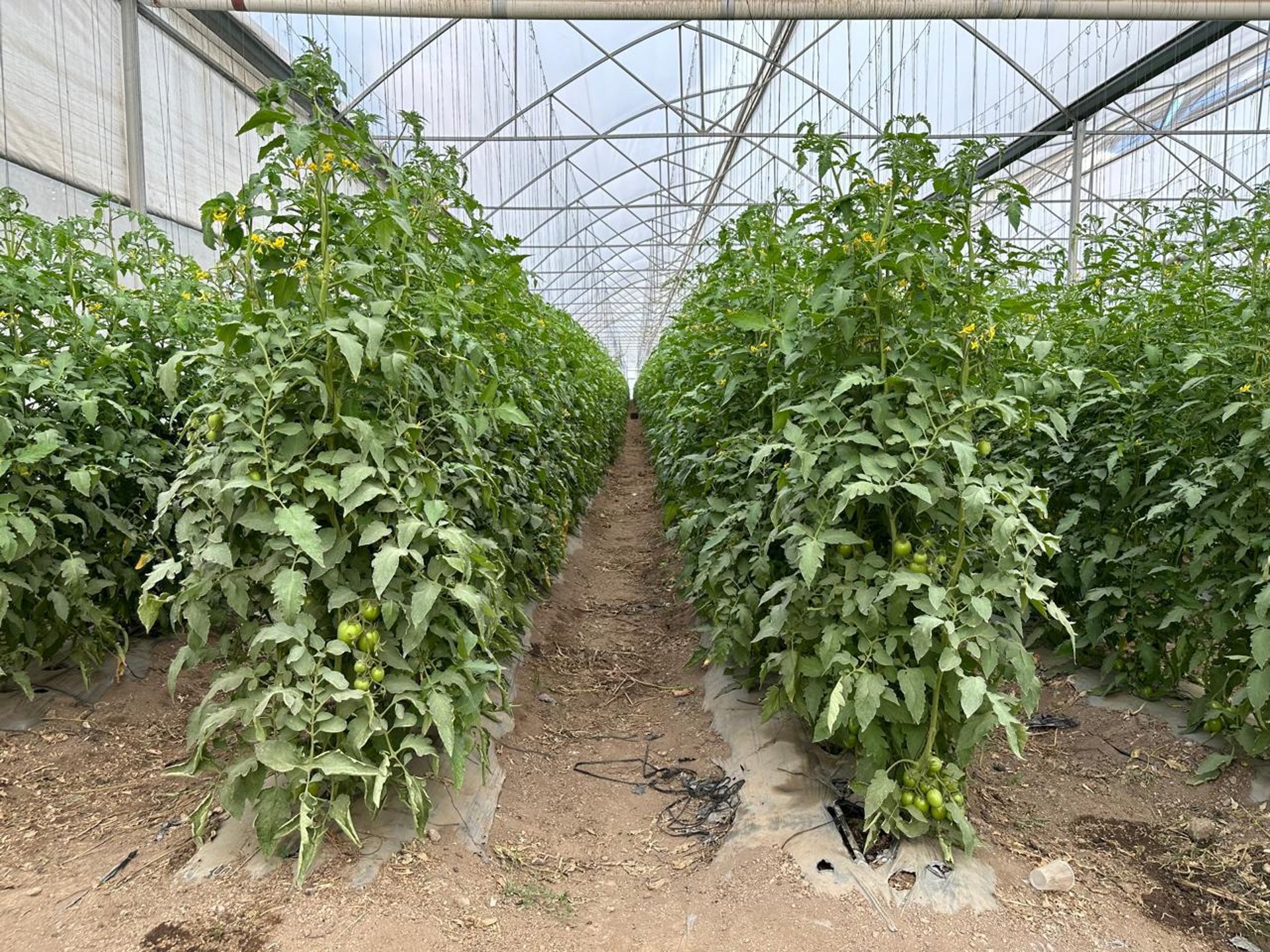 gray computer monitor