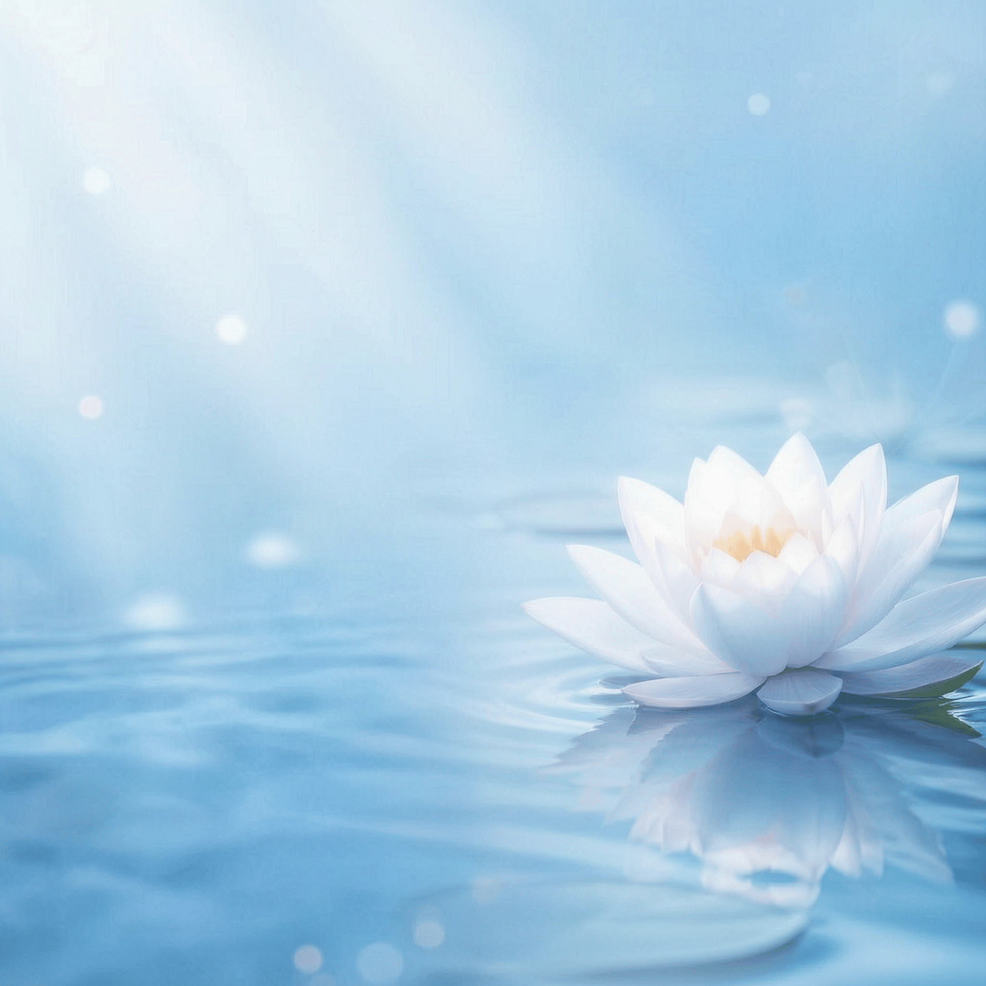 pink lotus flowers on pond