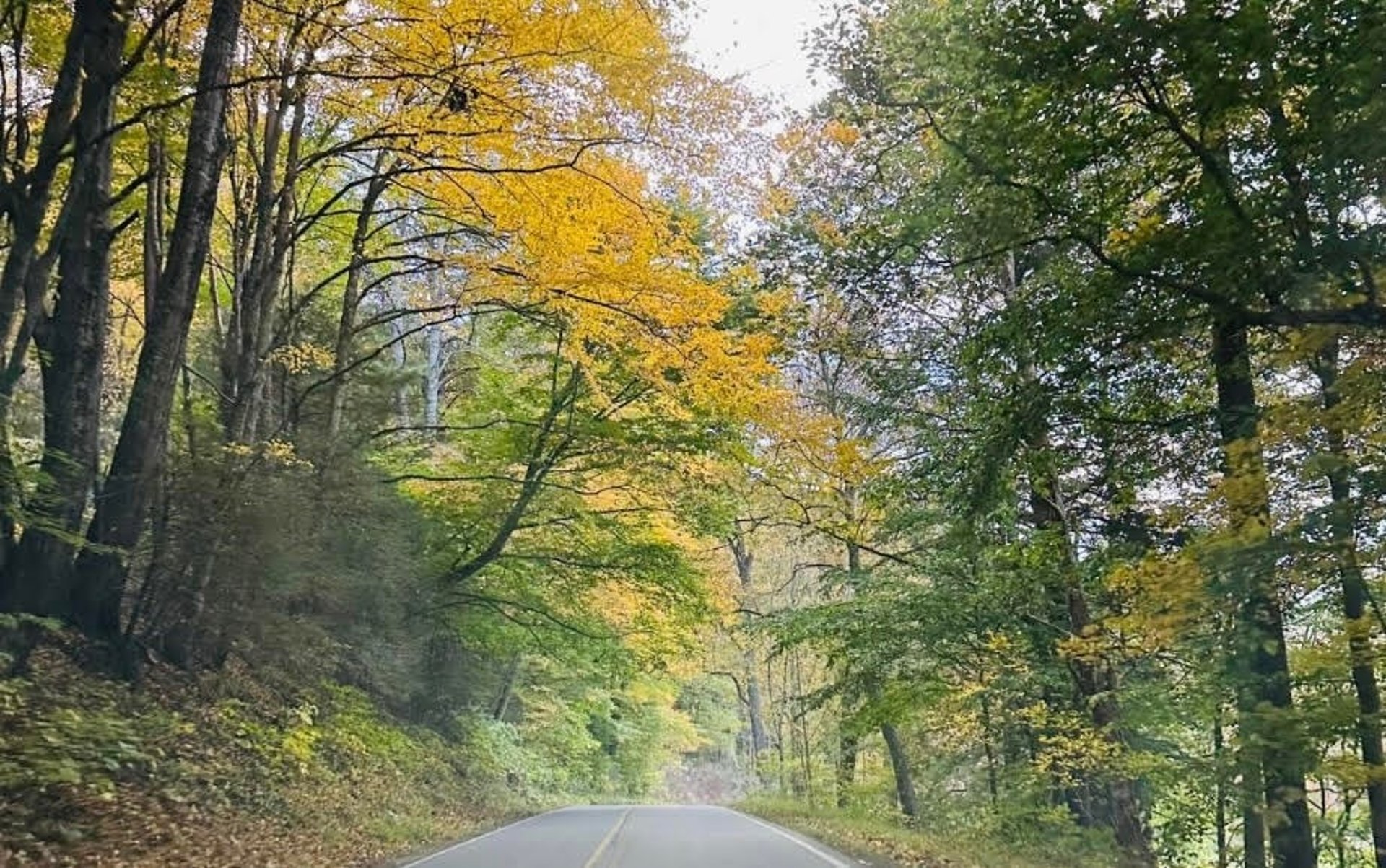 Fall road on the Blue Ridge Parkway with yellow trees on left and green trees tinged with yellow on the right.